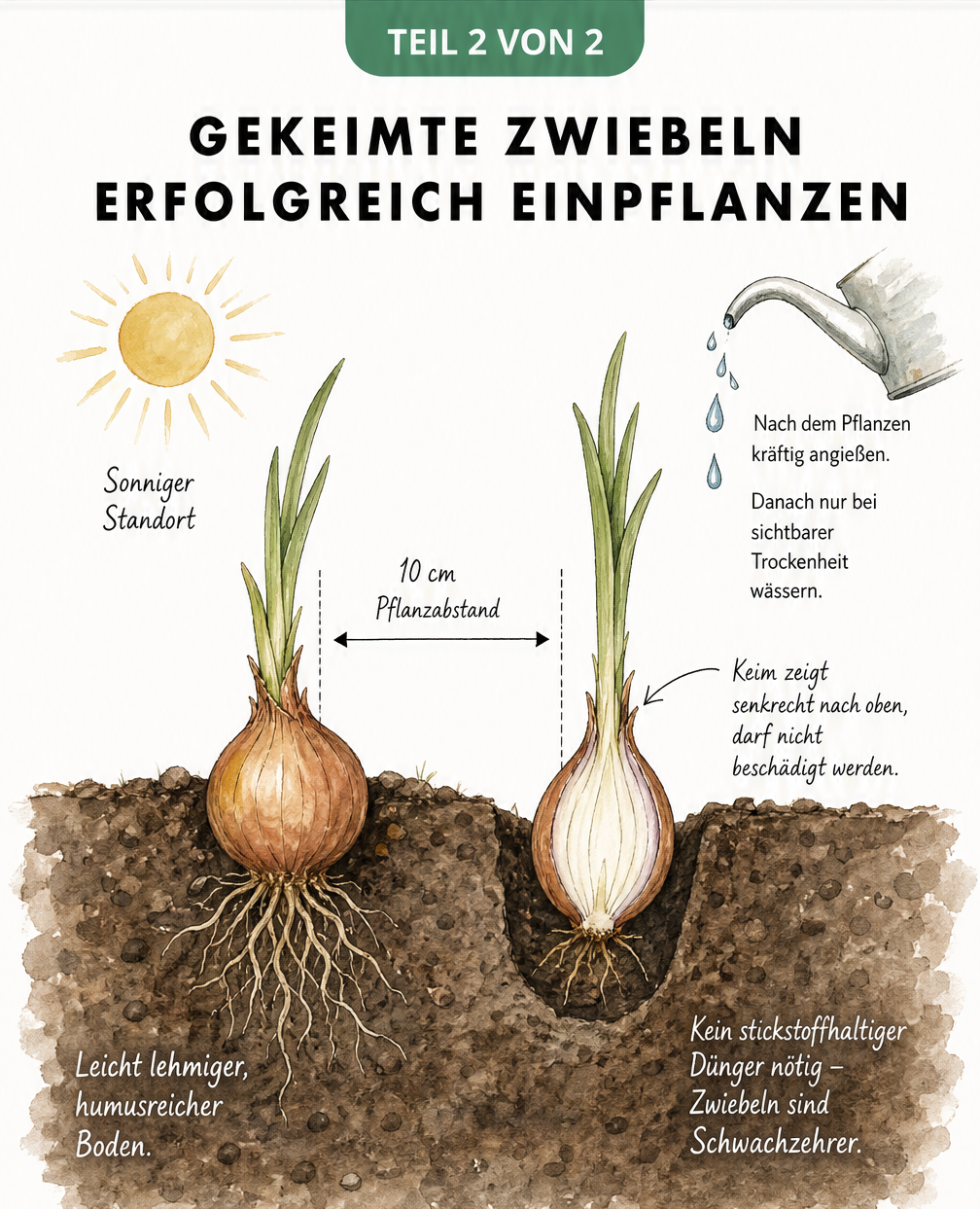 Querschnitt-Zeichnung von zwei gekeimten Zwiebeln im Boden mit Pflanzabstand, Sonne und Gießkanne