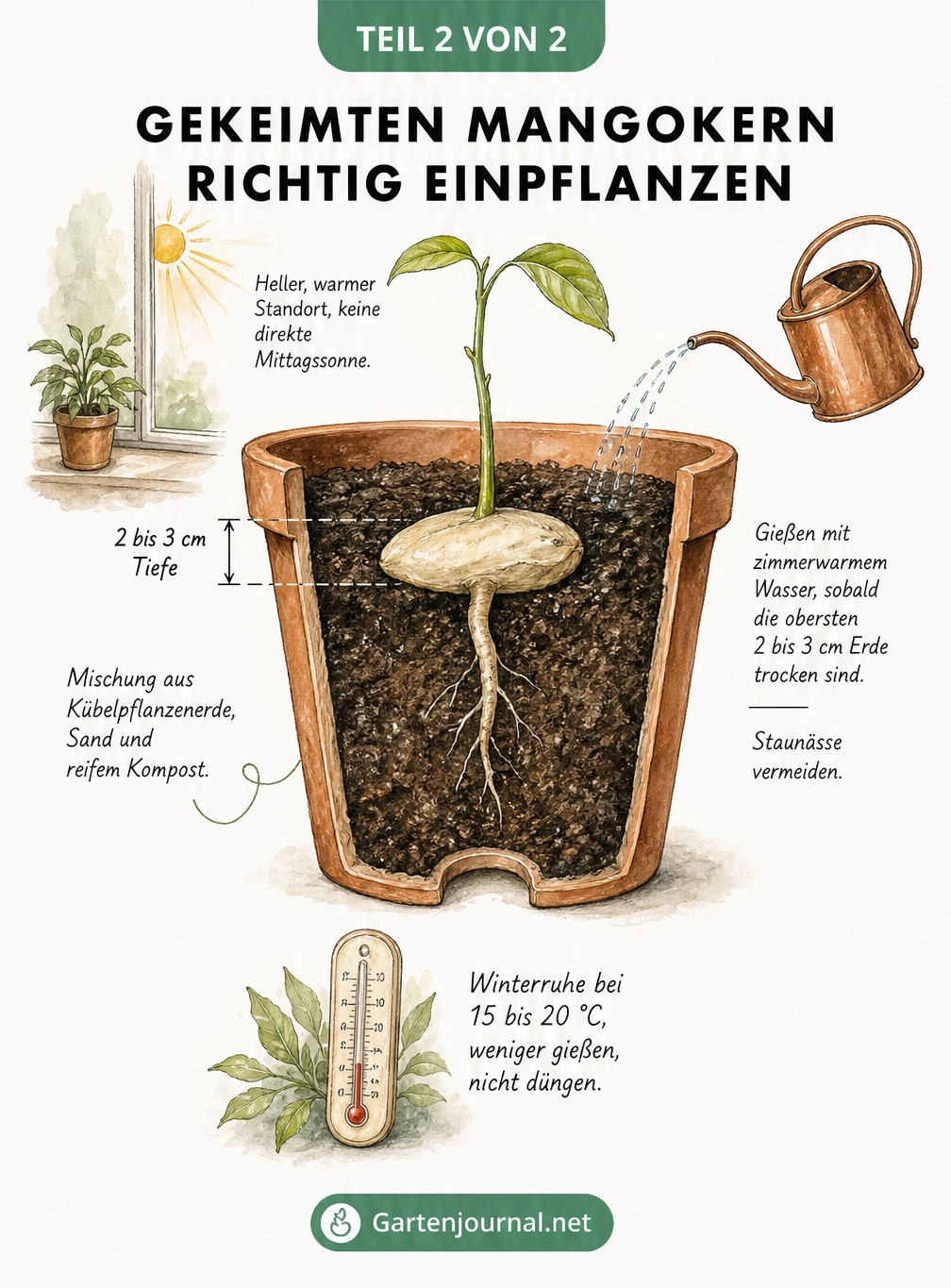 Querschnitt eines Terrakotta-Topfes, der zeigt, wie der gekeimte Mangokern mit der Wurzel nach unten in die Erde gepflanzt wird.