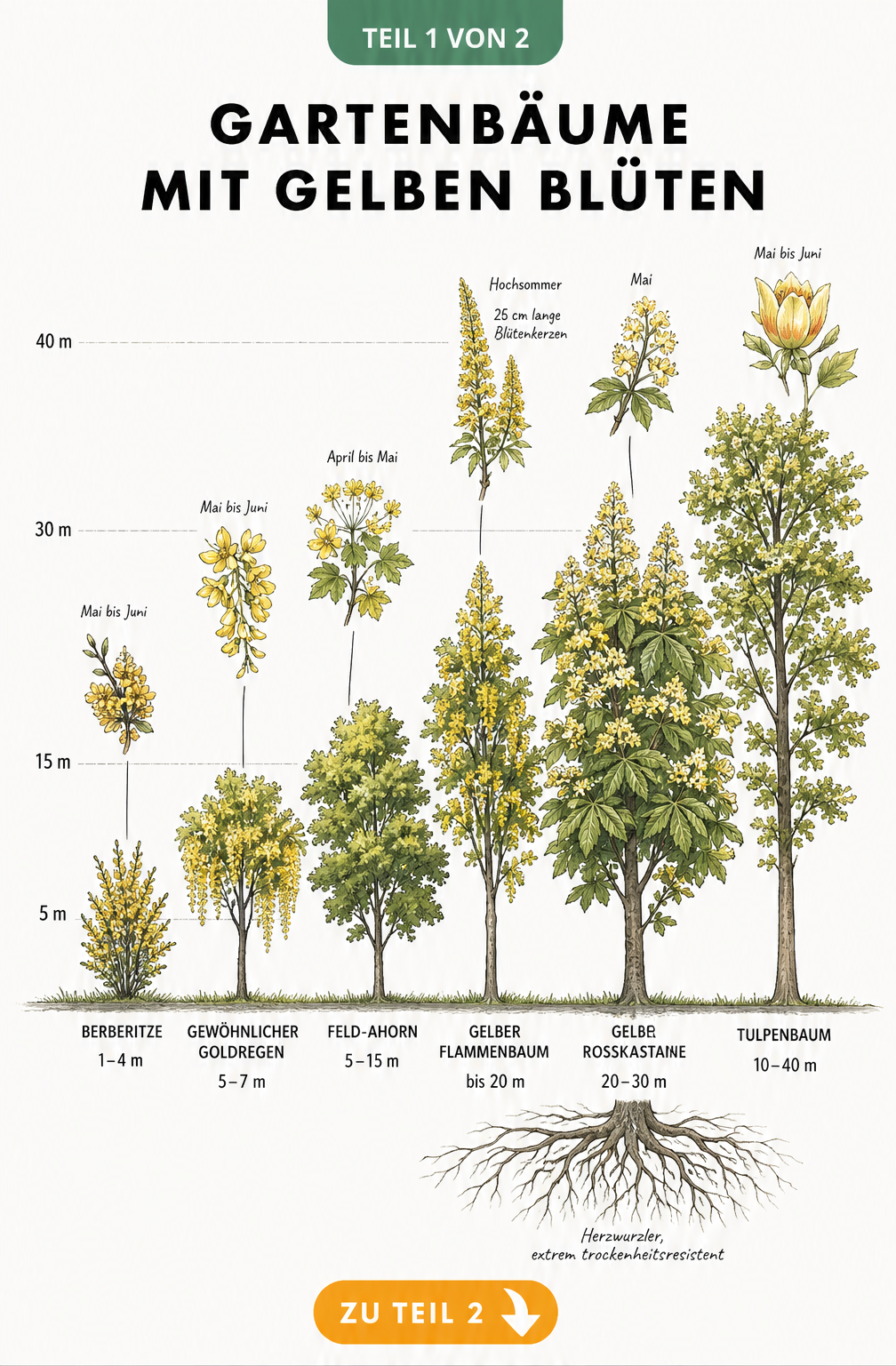 Schnittzeichnung von sechs gelb blühenden Bäumen im Größenvergleich, von der Berberitze bis zum Tulpenbaum, mit Blühmonaten.