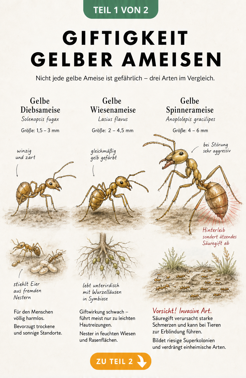 Illustration von drei gelben Ameisenarten im Größenvergleich: Gelbe Diebsameise, Gelbe Wiesenameise und Gelbe Spinnerameise mit Hinweisen zur Giftigkeit.