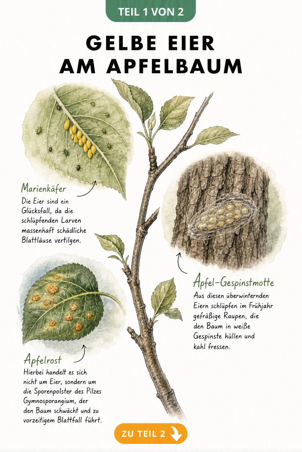 Botanische Illustration eines Apfelbaumzweigs mit gelben Eiern von Marienkäfer und Apfel-Gespinstmotte sowie Apfelrost-Sporen