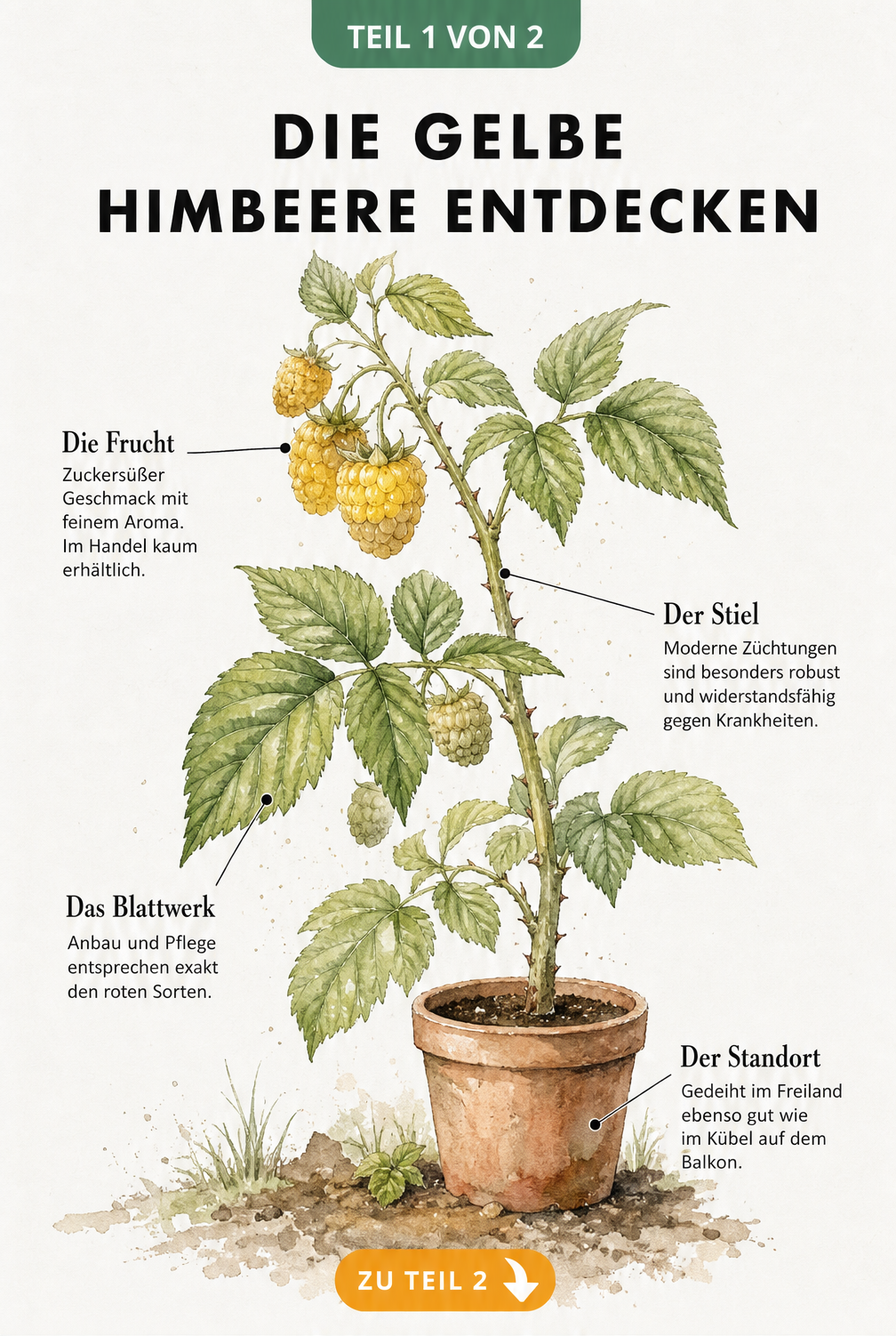 Botanische Illustration eines gelben Himbeerzweiges mit reifen Früchten und Blättern im Aquarell-Stil