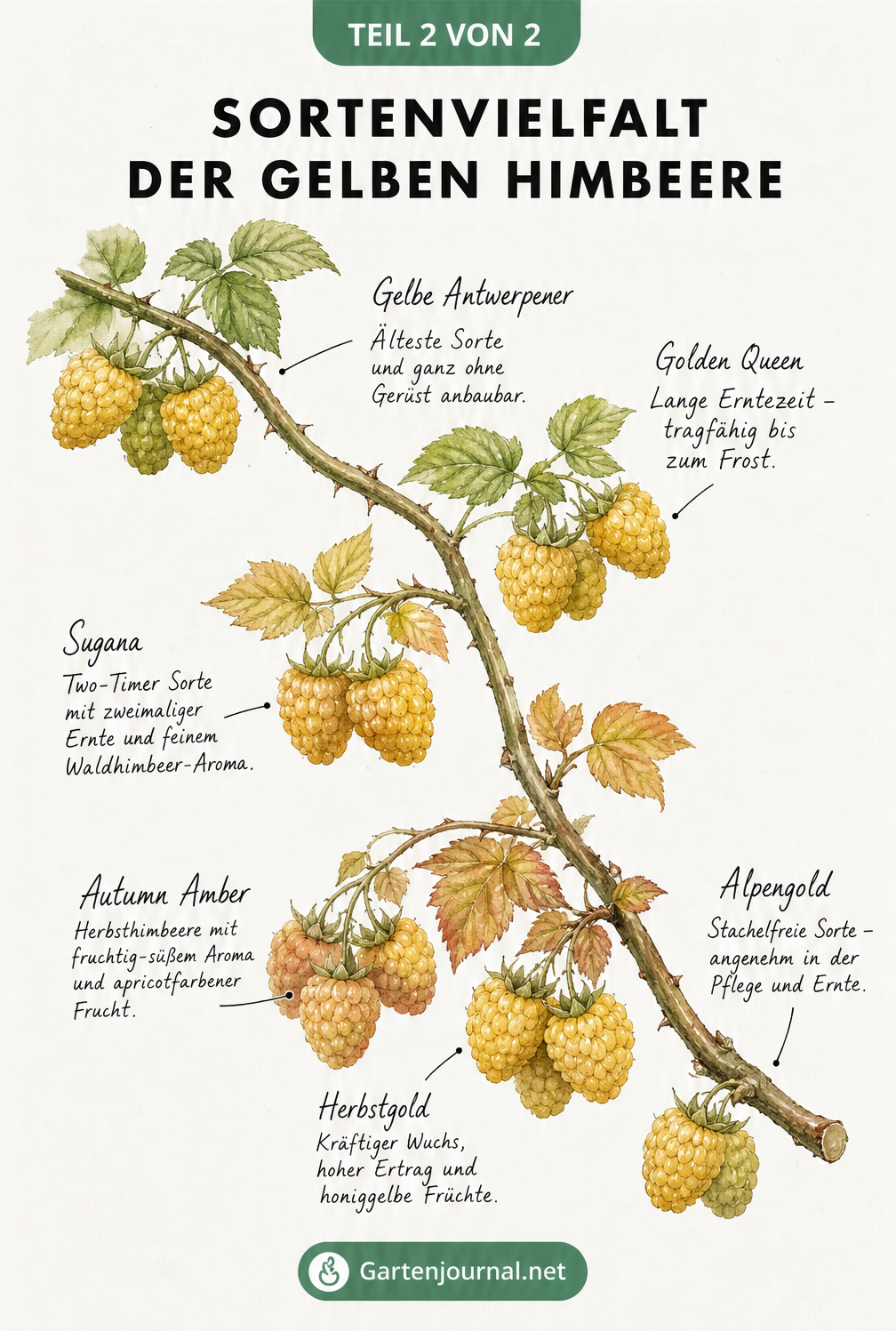 Illustration eines Himbeerastes mit verschiedenen gelben Himbeersorten von Sommer- bis Herbsthimbeeren