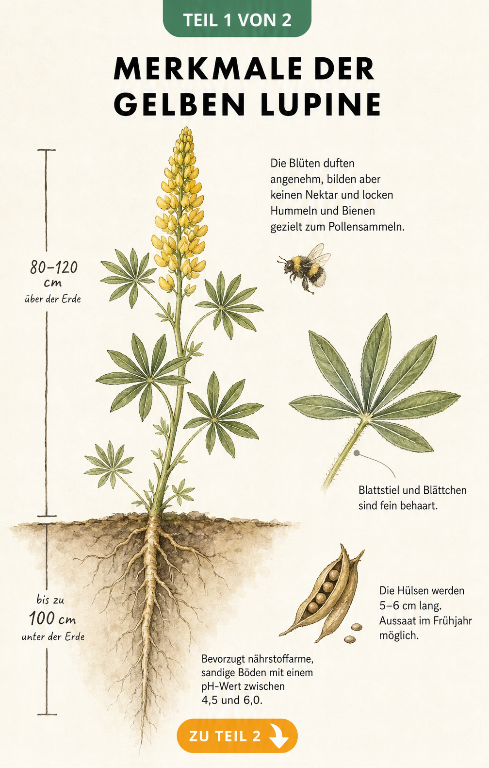 Botanische Illustration der Gelben Lupine mit Maßskala, Blütenstand, Blattdetails und Pfahlwurzel