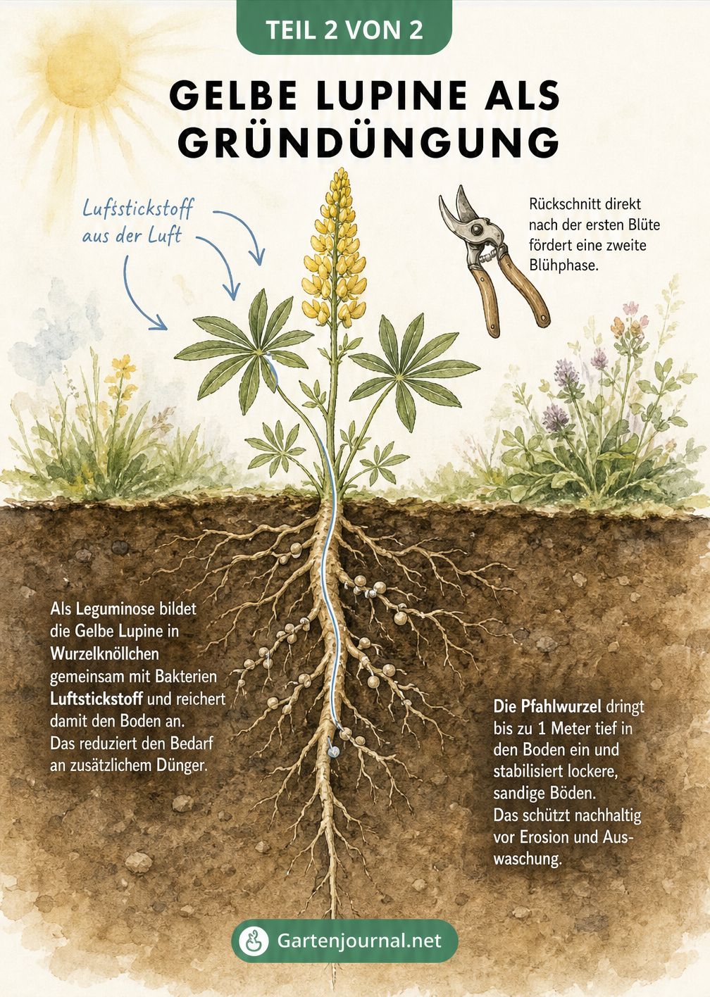 Querschnitt eines Gartenbeetes mit Gelber Lupine, die Stickstoff aus der Luft bindet und den Boden verbessert