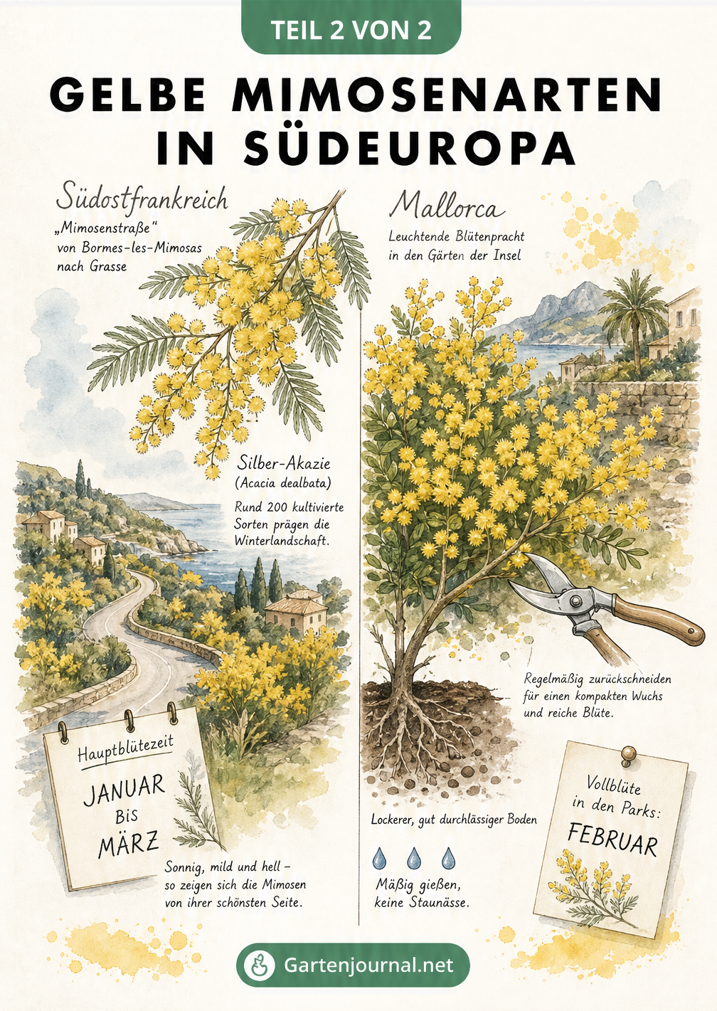 Illustration gelber Mimosen in Südostfrankreich und auf Mallorca mit Pflegetipps