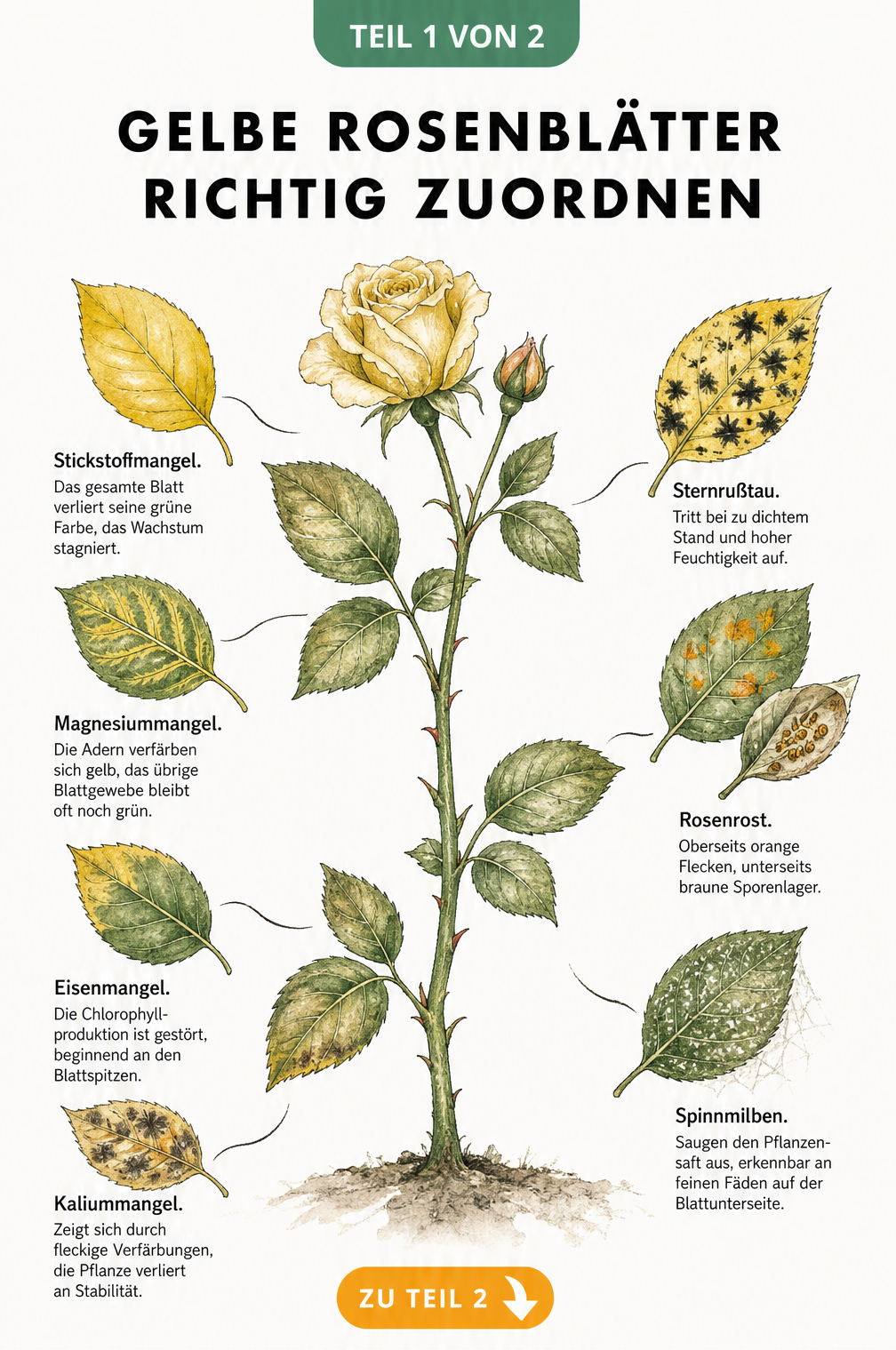 Botanische Illustration eines Rosenzweigs, die verschiedene Schadbilder wie Stickstoffmangel, Magnesiummangel, Eisenmangel, Kaliummangel sowie Sternrußtau,...
