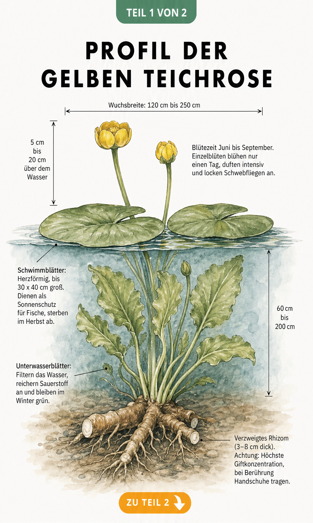 Botanische Querschnitt-Darstellung einer Gelben Teichrose im Gartenteich mit Wurzeln, Unterwasserblättern, Schwimmblättern und gelben Blüten
