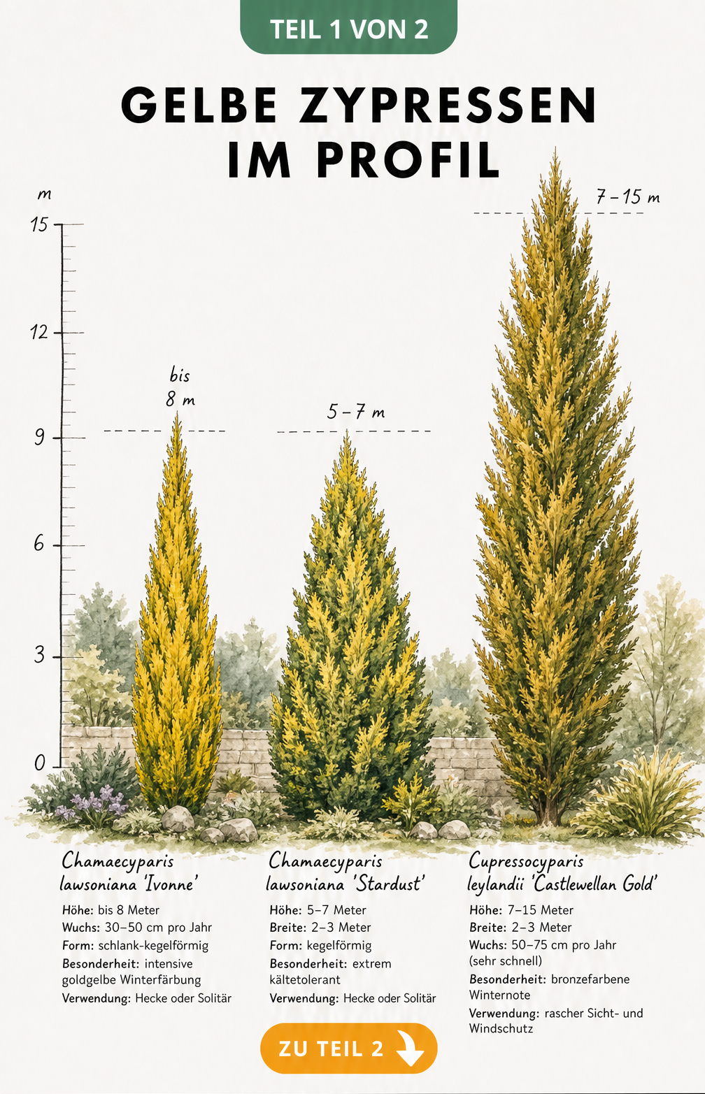 Botanische Illustration von drei gelben Zypressen-Sorten mit Messlatte für die Wuchshöhe