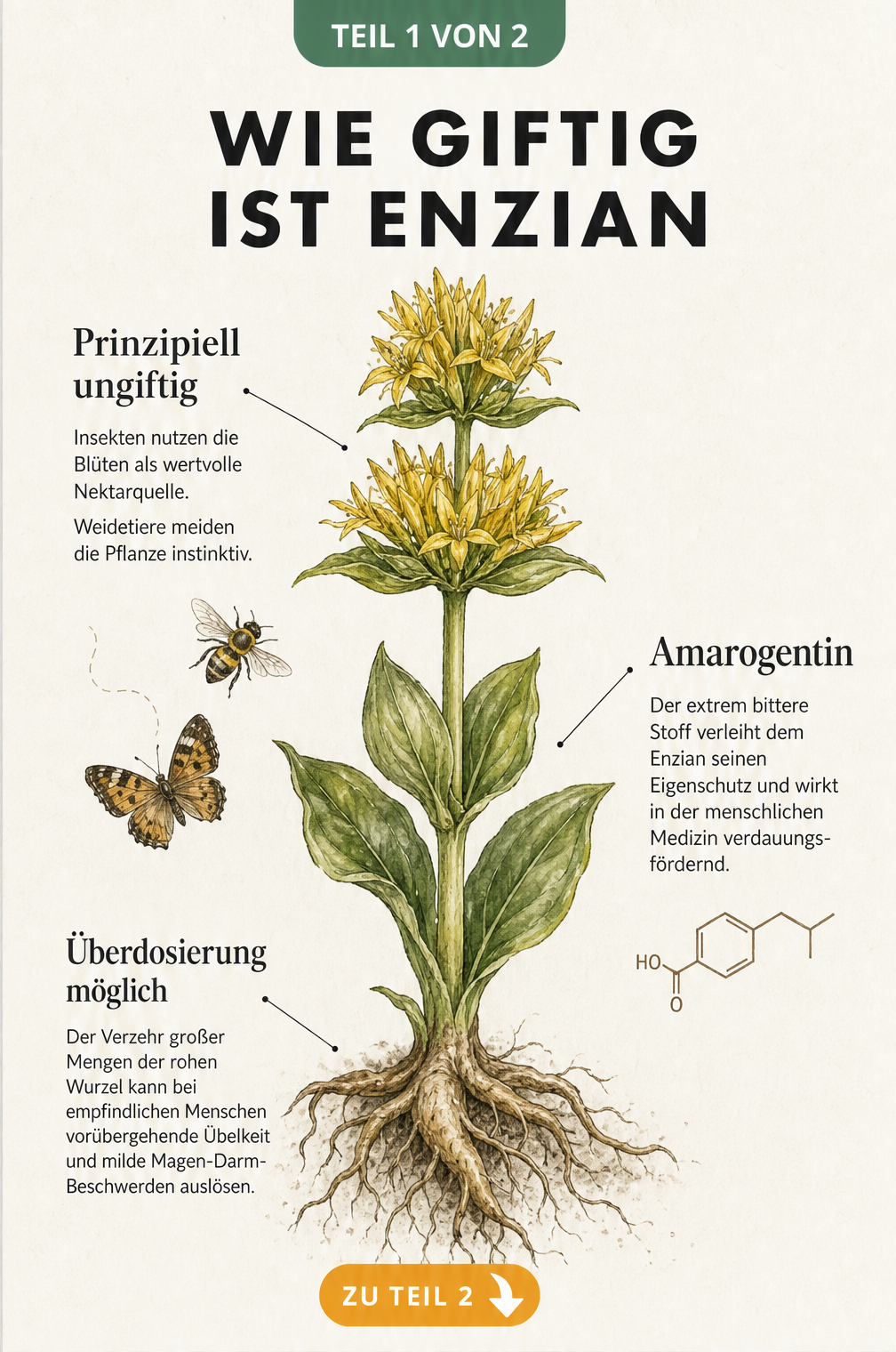 Botanische Illustration des Gelben Enzians mit Erklärungen zur Ungiftigkeit und dem Bitterstoff Amarogentin