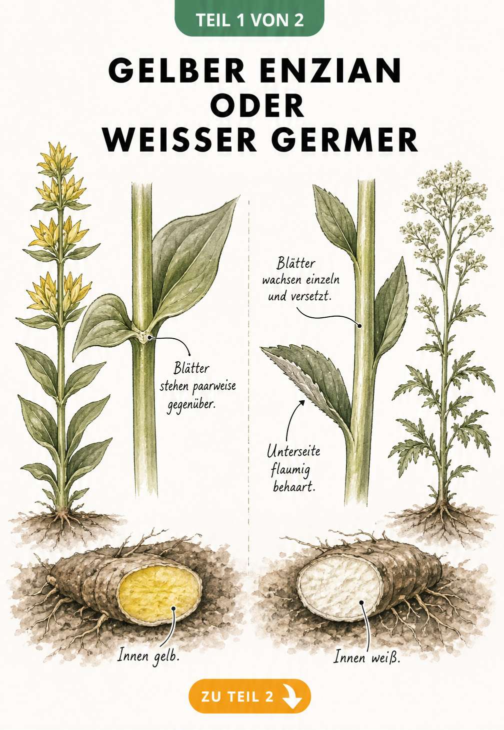 Botanische Illustration: Vergleich der Blattanordnung und Wurzeln von Gelbem Enzian und Weißem Germer