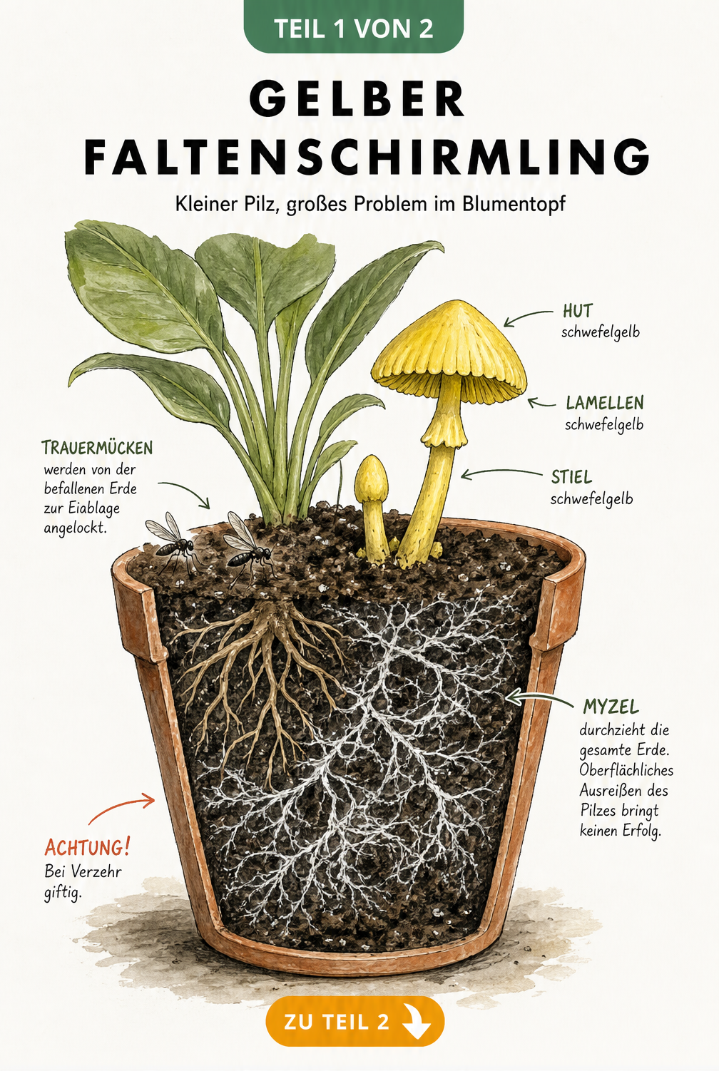 Querschnitt eines Blumentopfs mit einem gelben Faltenschirmling, der neben einer Zimmerpflanze wächst, und dem unterirdischen Myzel.
