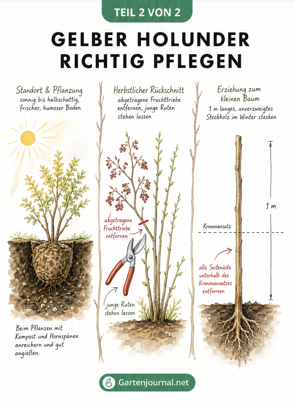 Zeichnung zur Pflege des Gelben Holunders: Standort, Pflanzung, Rückschnitt und Erziehung zum Baum