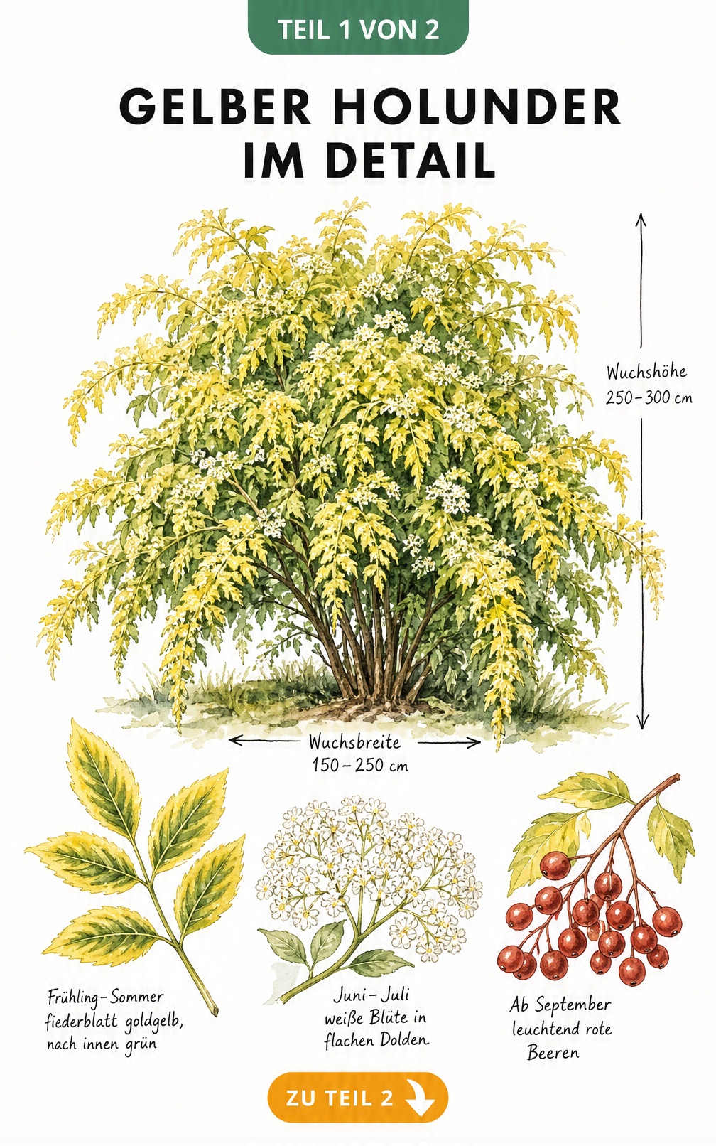 Botanische Illustration des Gelben Holunders mit Wuchshöhe, Blüten, Blättern und roten Beeren