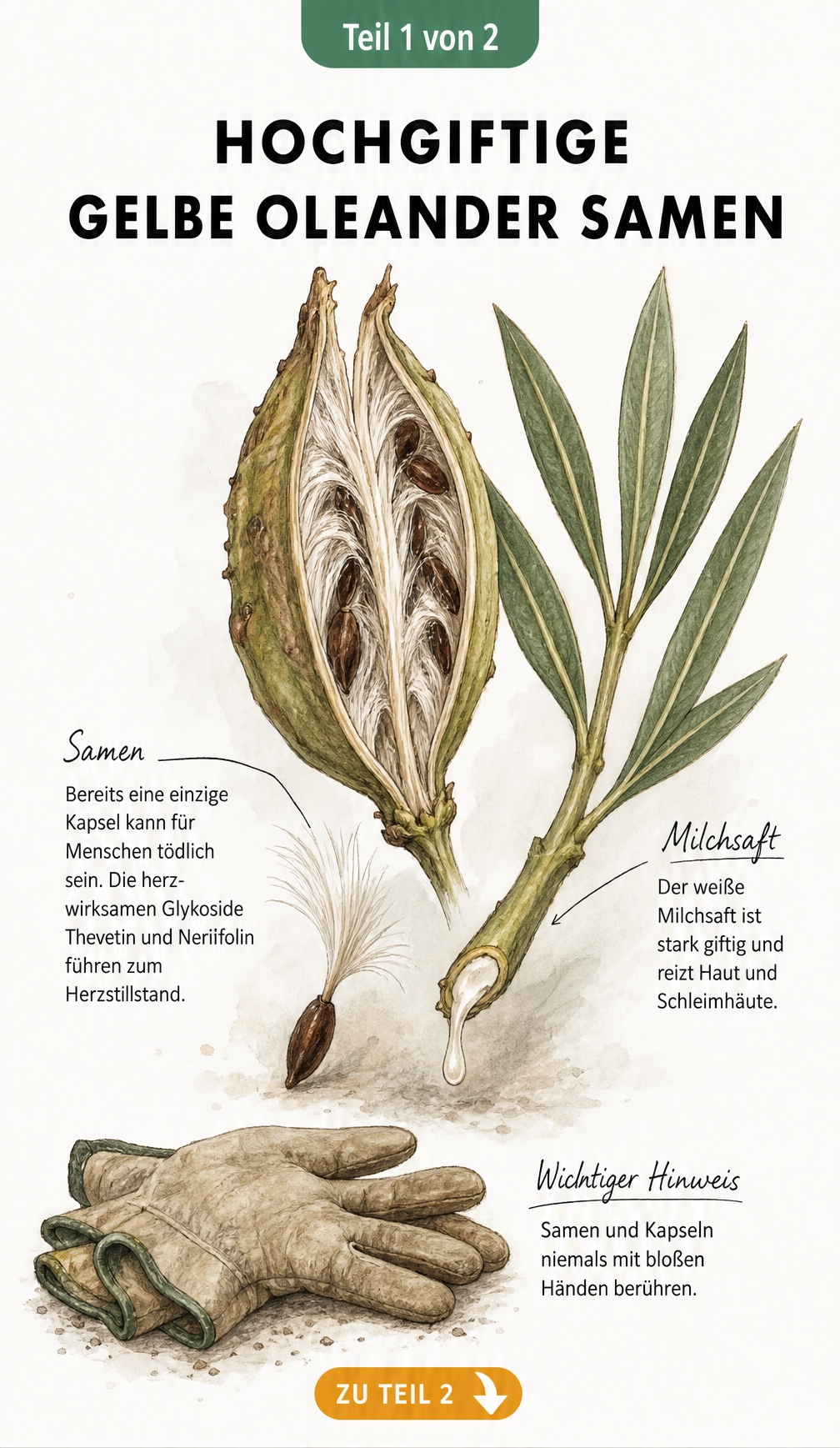 Botanische Illustration einer geöffneten Fruchtkapsel des gelben Oleanders mit herausfallendem Samen, einem angeschnittenen Zweig mit weißem Milchsaft und...