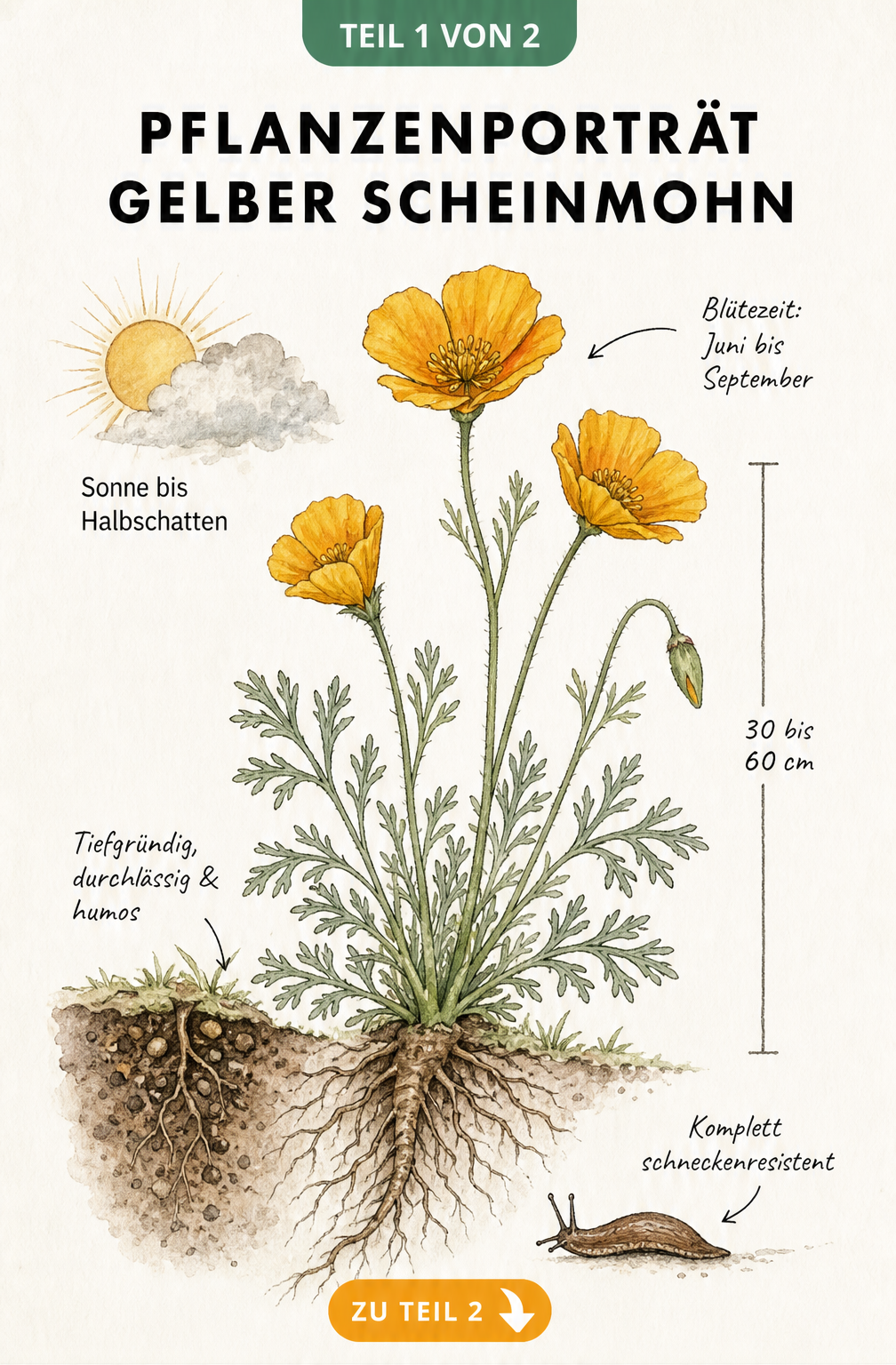 Botanische Illustration des Gelben Scheinmohns mit Details zu Wuchshöhe, Blütezeit und Standort