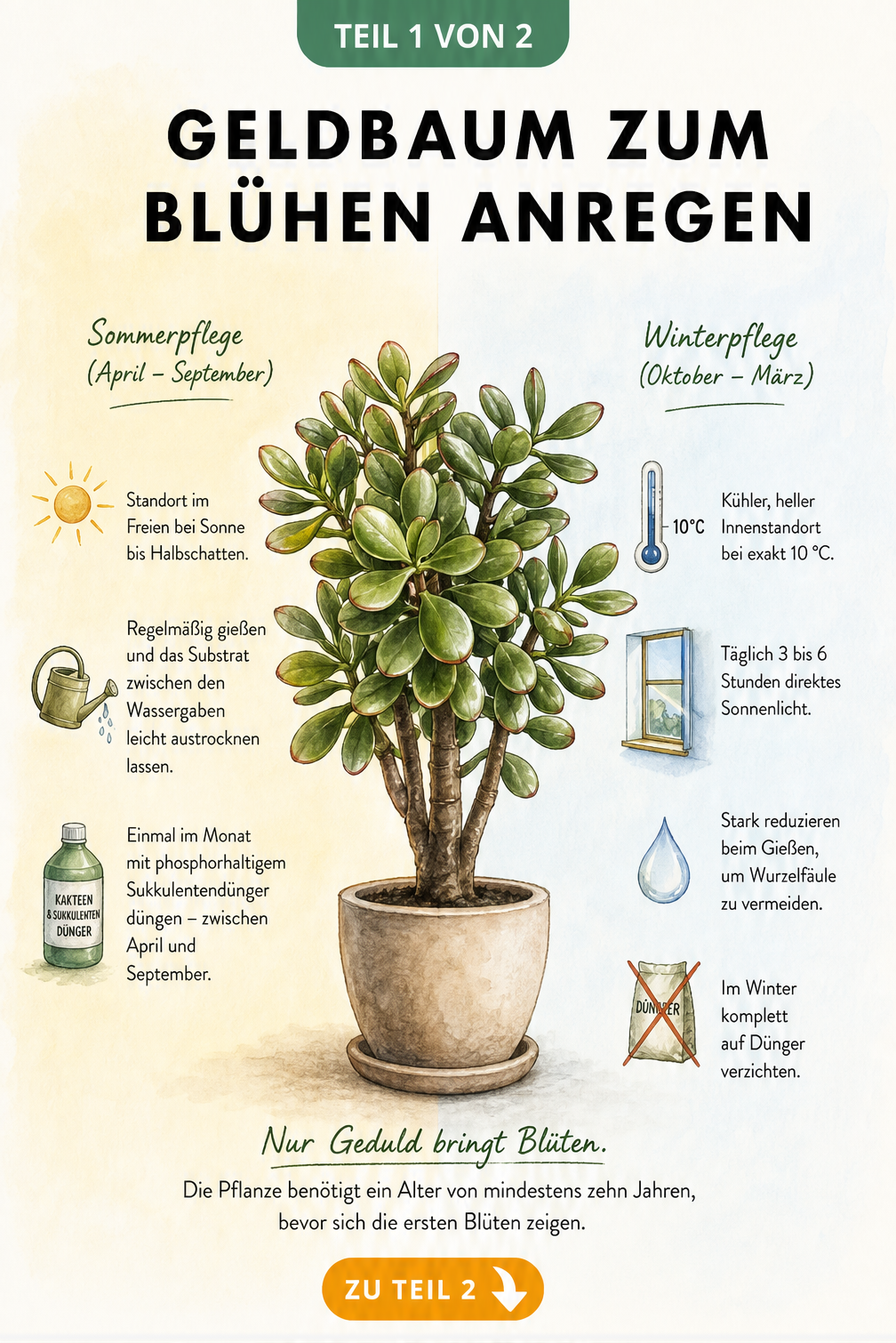 Zweigeteilte Illustration eines Geldbaums, die den Kontrast zwischen Sommerpflege im Freien und kühler Winterpflege bei 10 Grad zur Blütenbildung zeigt.
