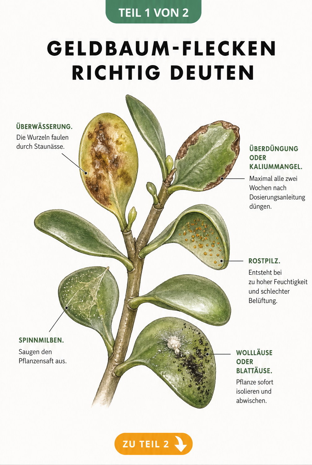 Botanische Illustration eines Geldbaum-Zweigs mit verschiedenen Schadbildern wie braunen Flecken, Spinnmilben und Rostpilz