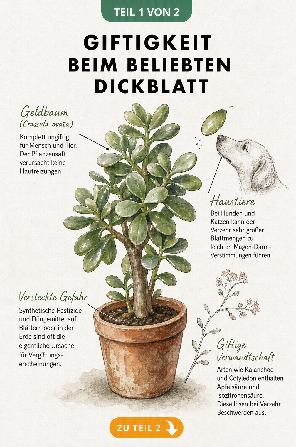 Botanische Illustration eines Geldbaums mit Hinweisen zur Giftigkeit von Dickblatt-Arten