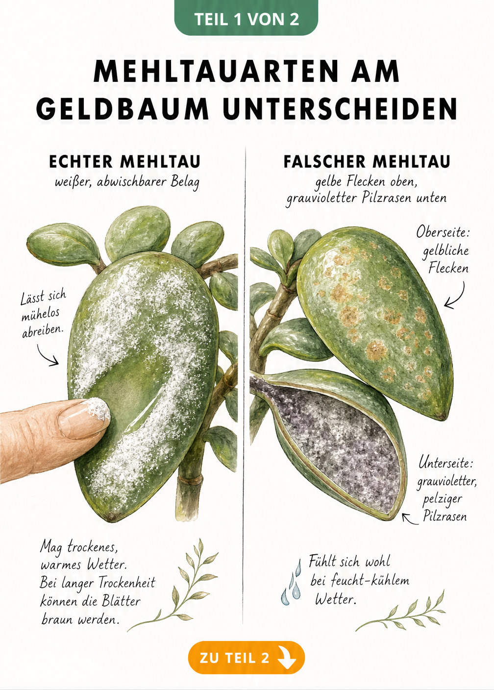 Illustration von zwei Geldbaum-Blättern im Vergleich: links Echter Mehltau mit abwischbarem weißem Belag, rechts Falscher Mehltau mit gelblich-braunen Flecken...