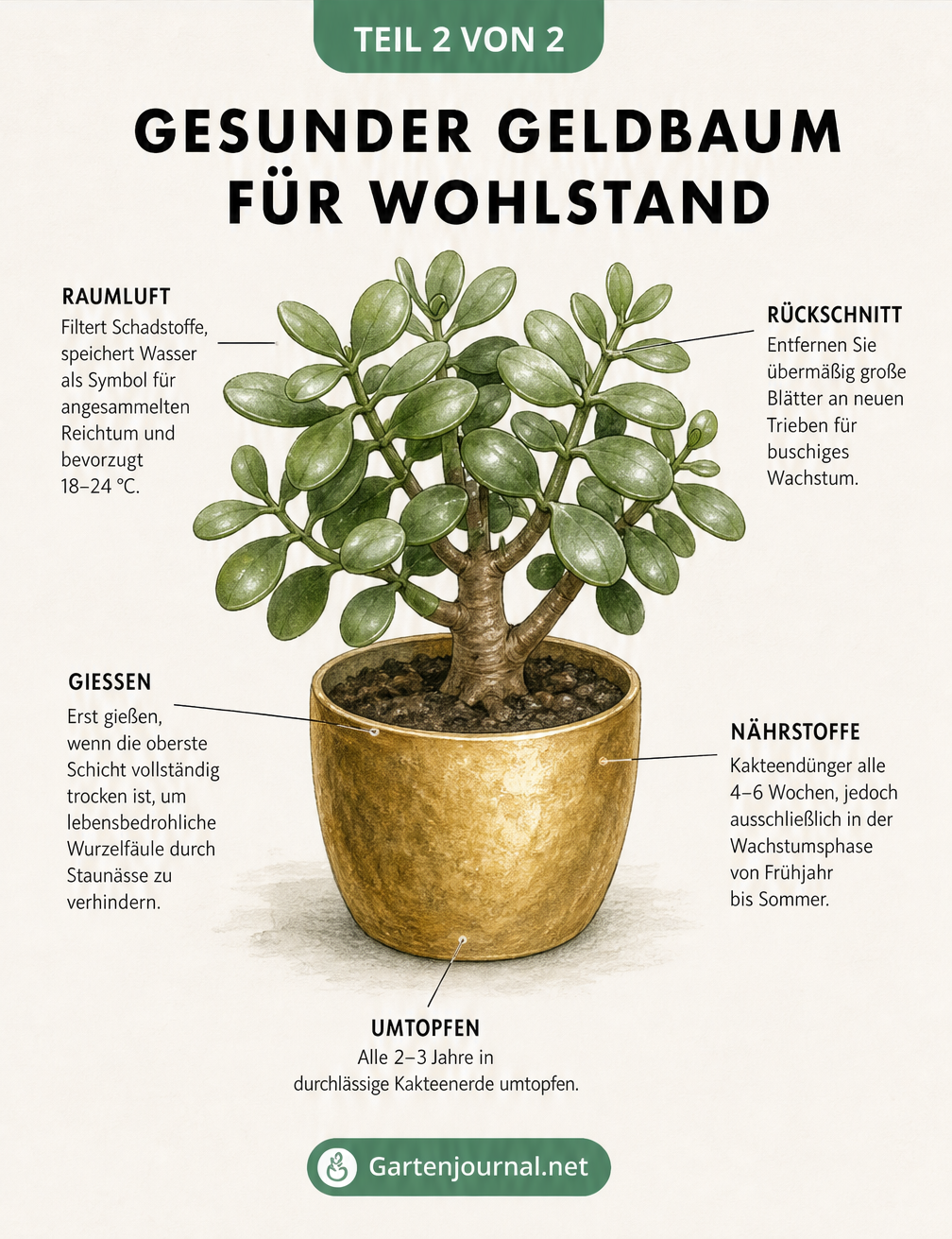 Botanische Illustration eines Geldbaums mit Pflegehinweisen zu Gießen, Düngen und Schneiden