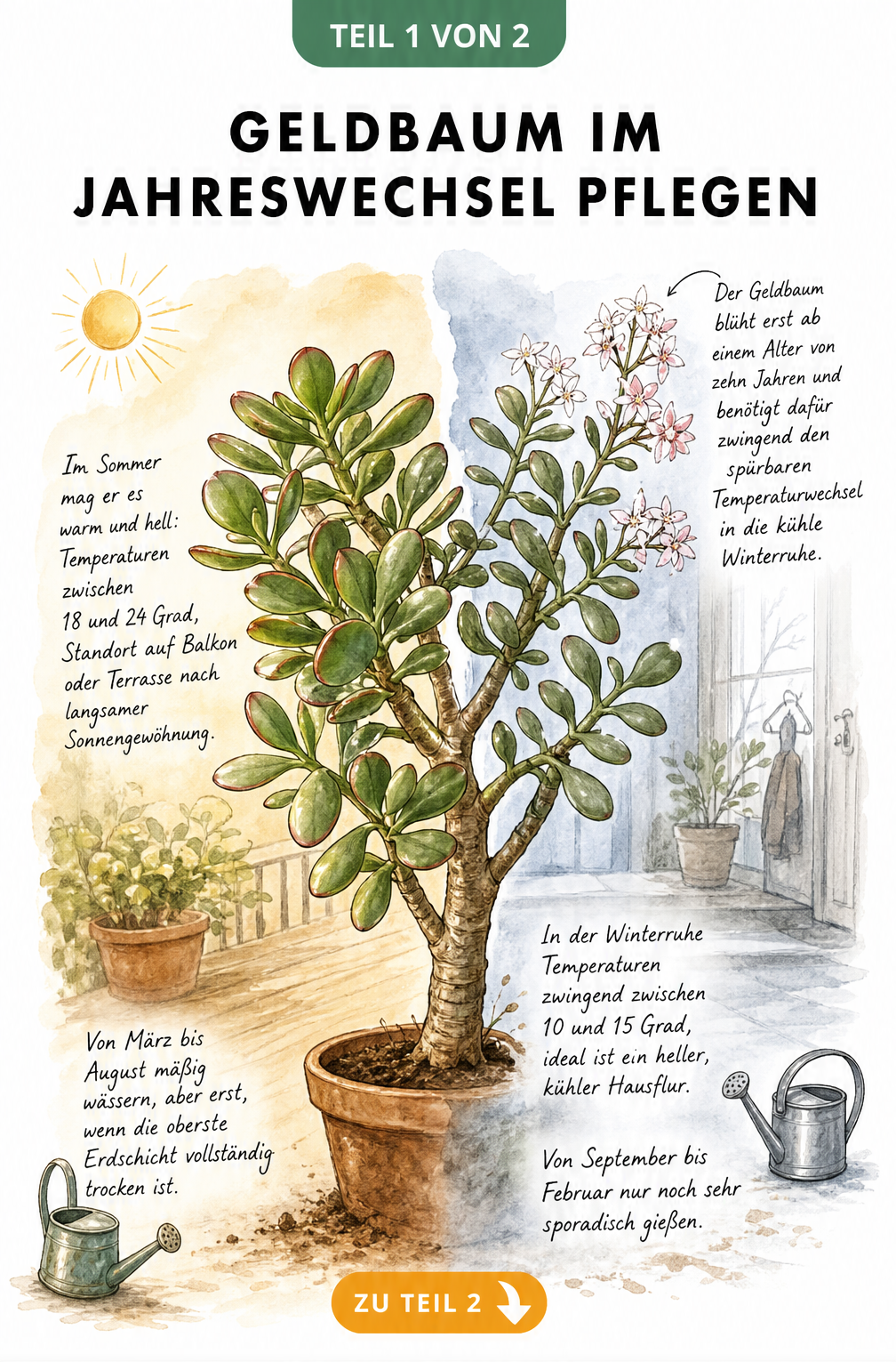 Illustration eines Geldbaums, die links die Sommerpflege mit Gießen und rechts die Winterruhe mit Blüten zeigt