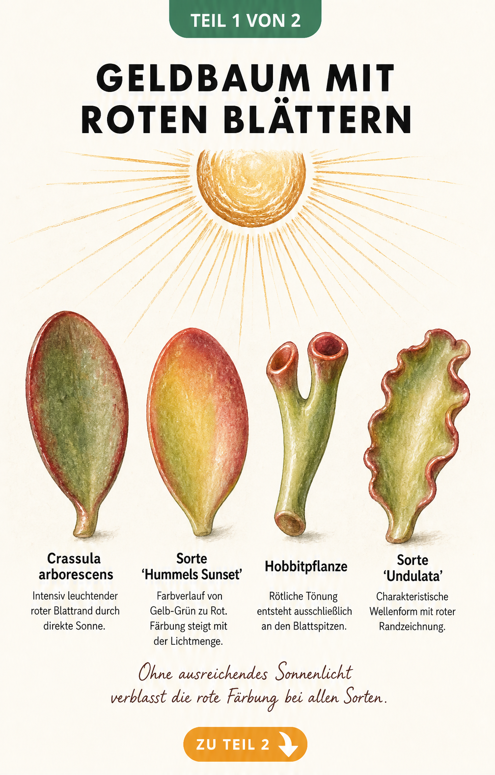 Illustration von vier Geldbaum-Sorten mit roten Blättern und deren Lichtbedarf