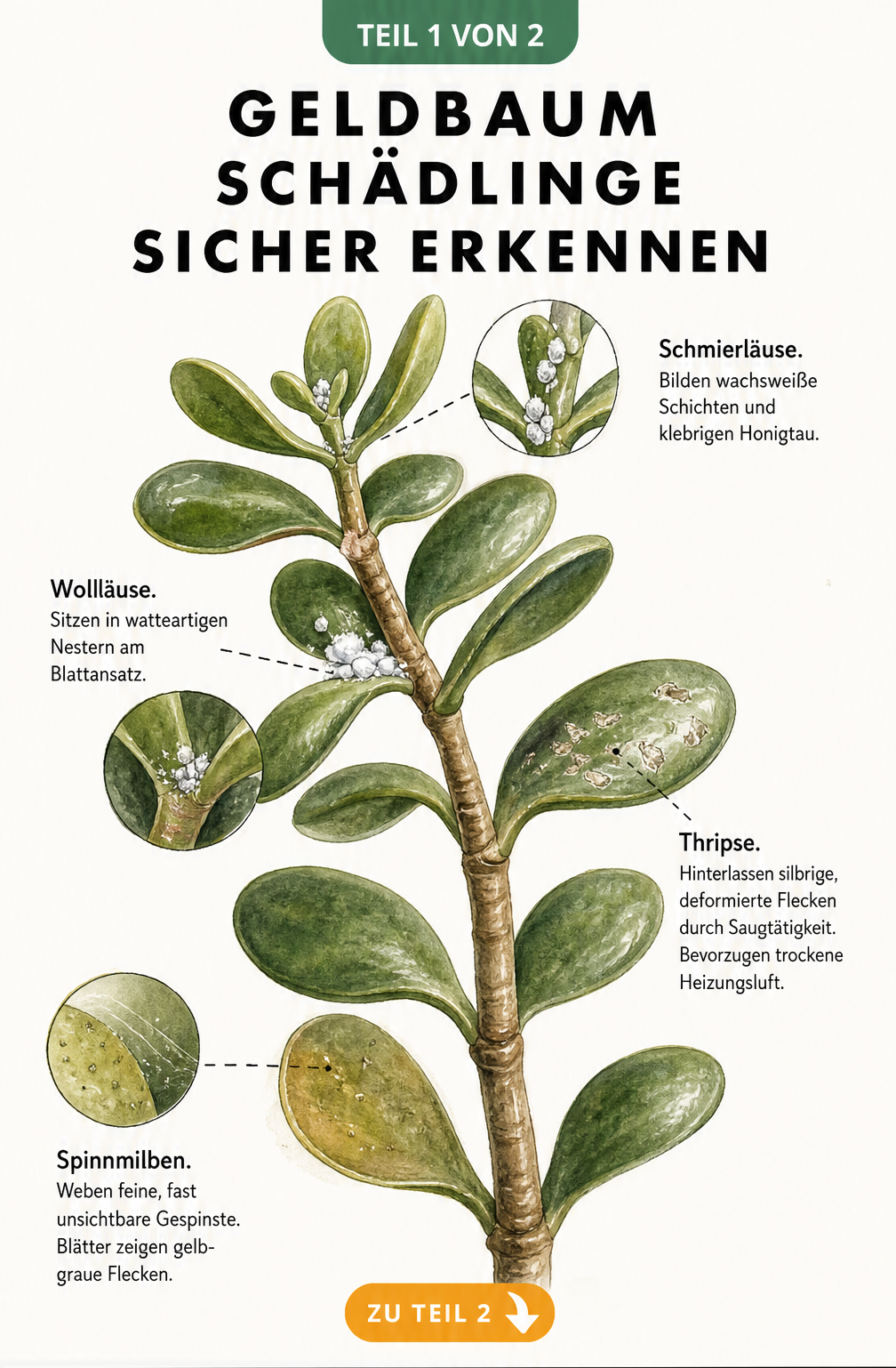 Botanische Illustration eines Geldbaum-Zweigs mit Schadbildern von Schmierläusen, Wollläusen, Thripsen und Spinnmilben