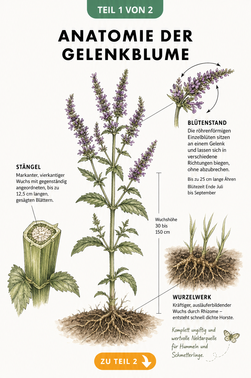 Botanische Illustration der Gelenkblume mit Details zu Blüten, Blättern, Stängel und Wurzeln