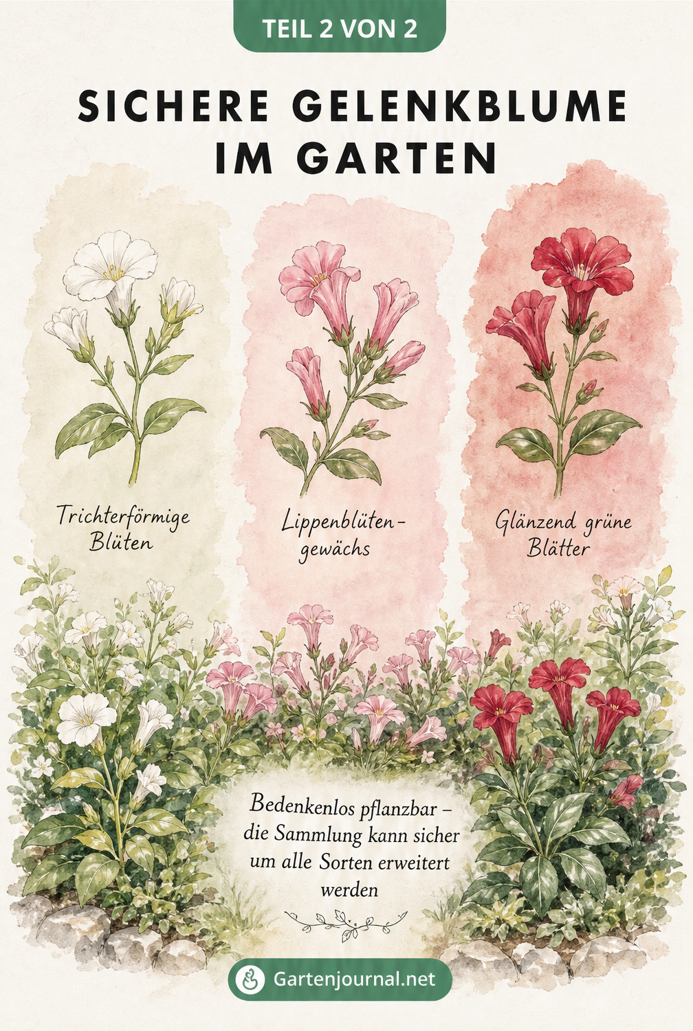 Aquarell-Zeichnung von weißen, rosa und roten Gelenkblumen in einem Beet