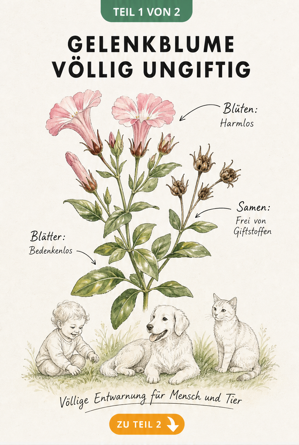 Botanische Illustration einer Gelenkblume mit Hinweisen zur Ungiftigkeit von Blüten, Samen und Blättern für Kinder und Haustiere