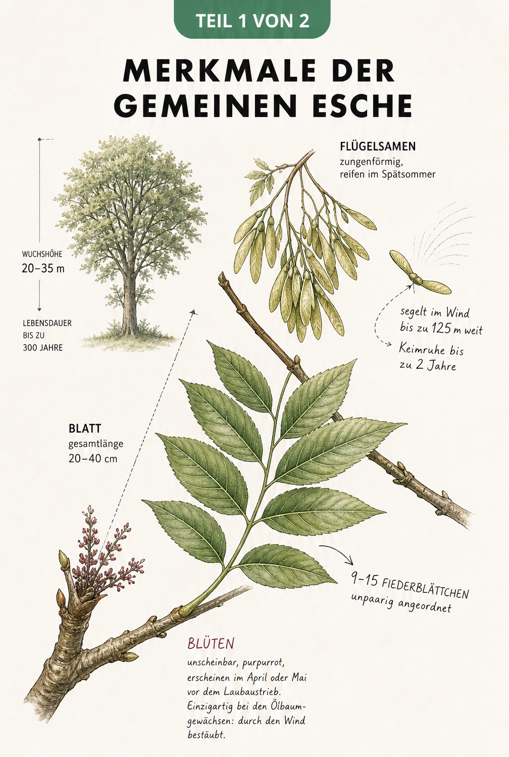 Botanische Illustration der Gemeinen Esche mit Blättern, Blüten, Samen und Baum-Silhouette