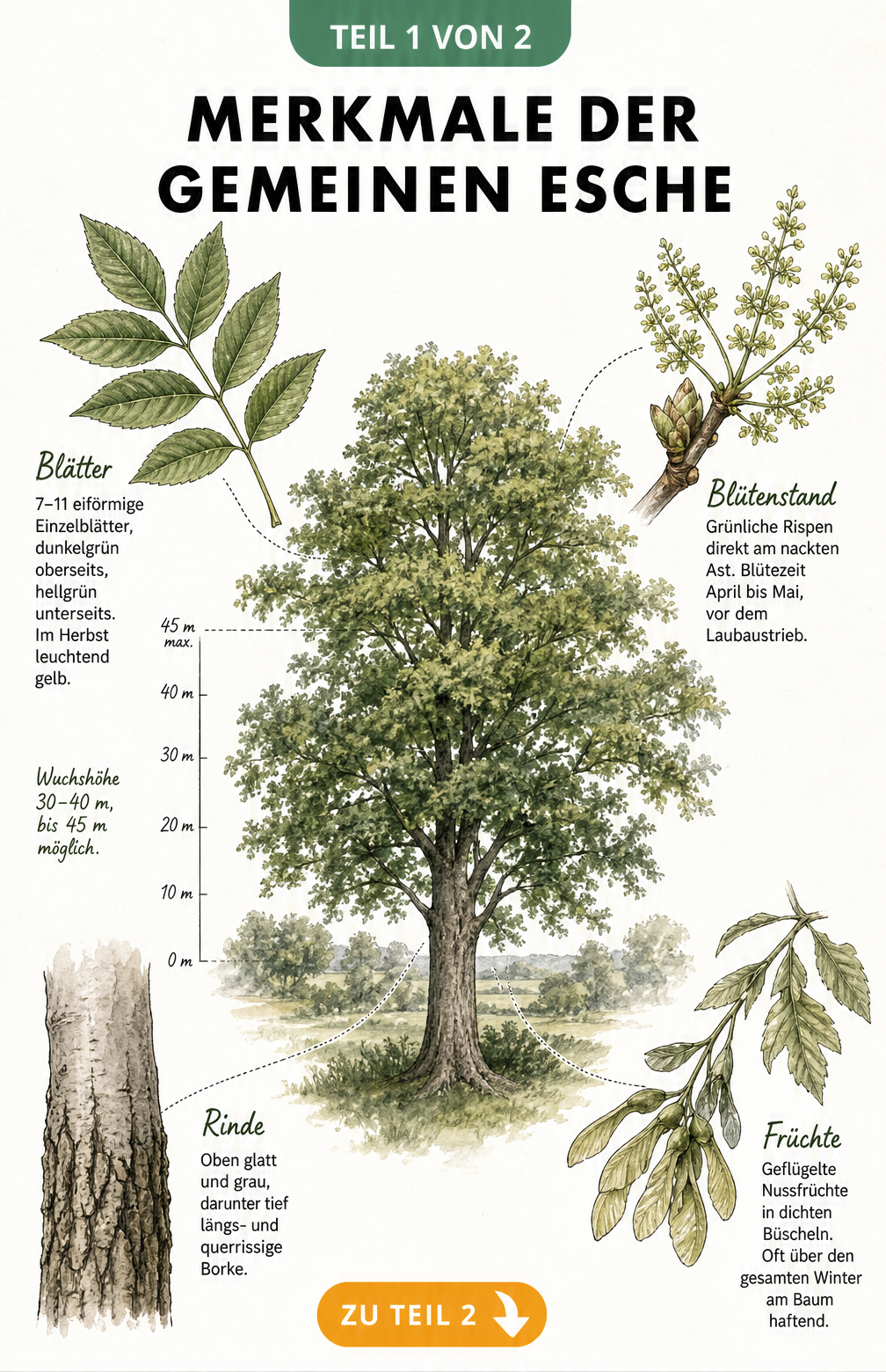 Botanische Illustration der Gemeinen Esche mit Details zu Blättern, Blüten, Rinde und Früchten