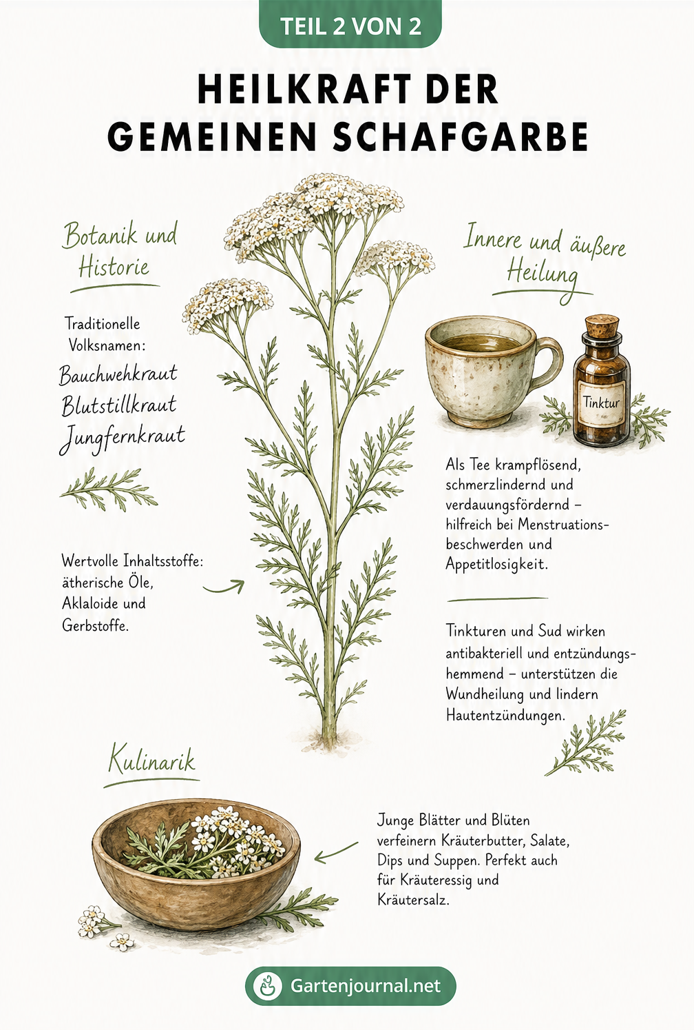 Illustration der Gemeinen Schafgarbe mit Informationen zu Botanik, Heilwirkung und kulinarischer Verwendung