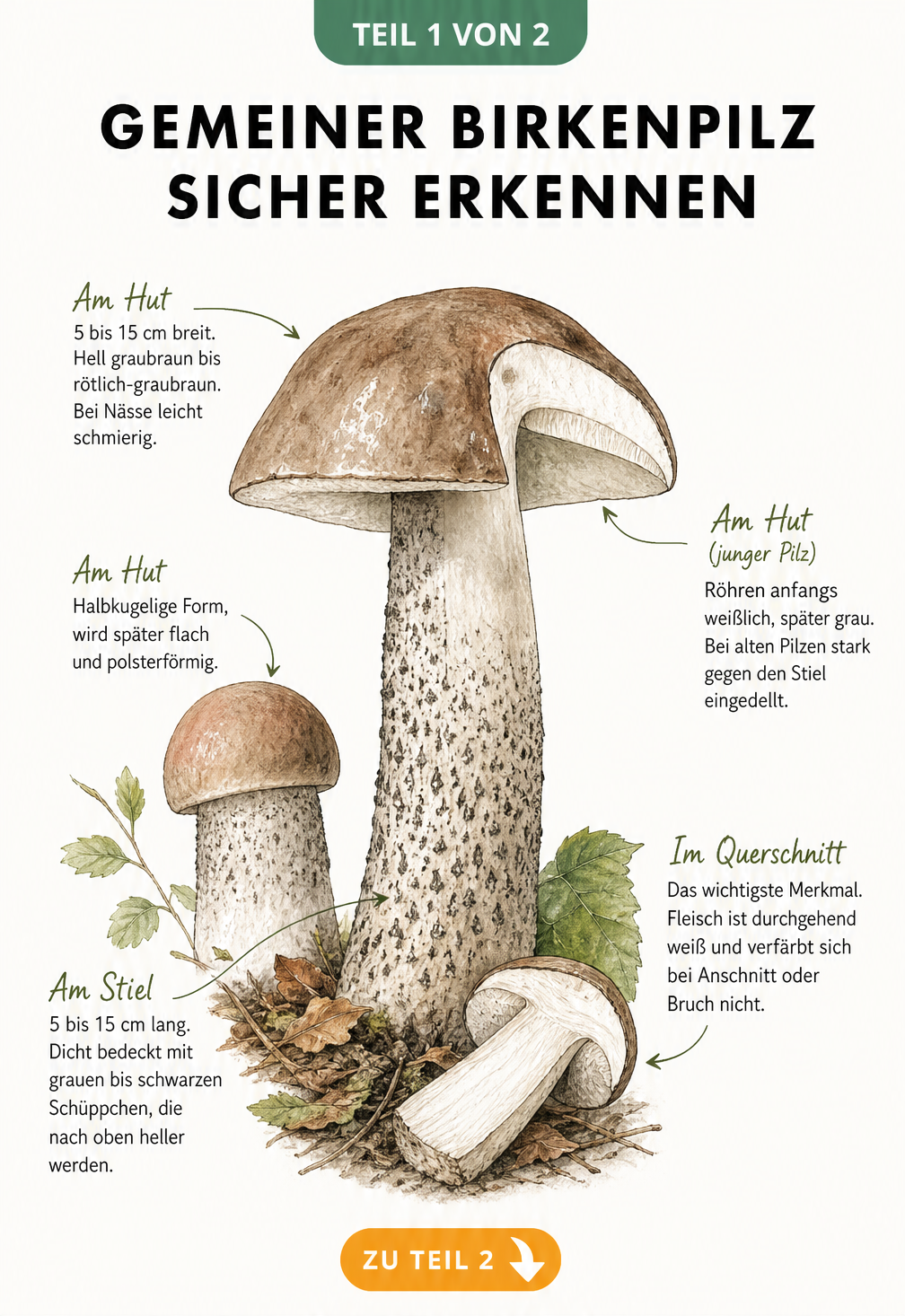 Botanische Zeichnung eines Gemeinen Birkenpilzes mit Querschnitt und Merkmalen an Hut, Röhren und Stiel