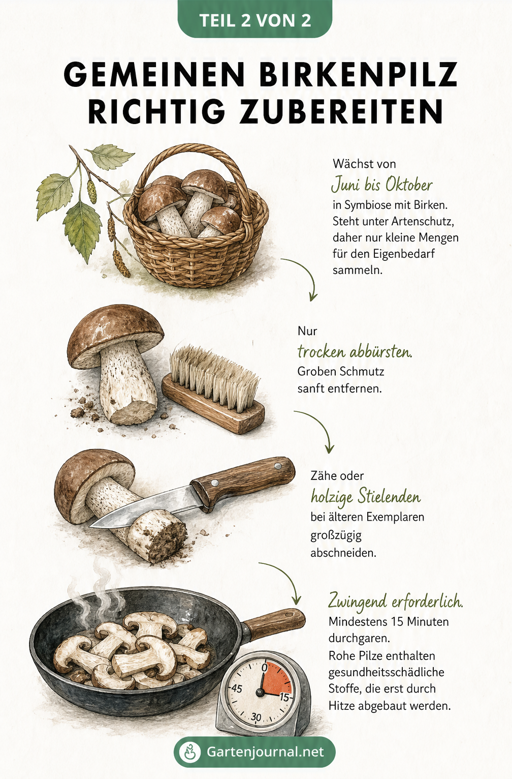 Illustration zur Zubereitung von Birkenpilzen: Ernte, Putzen mit Bürste, Stiel abschneiden und in der Pfanne braten