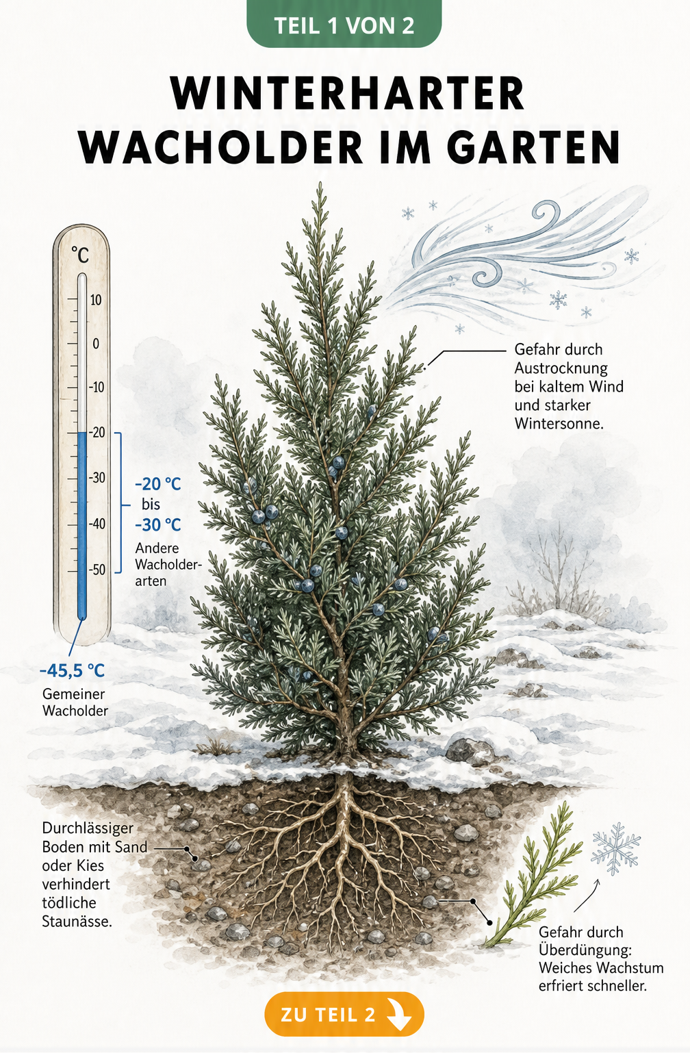 Botanische Illustration eines Gemeinen Wacholders im Winter mit Thermometer, das die Frosthärte bis -45,5 Grad zeigt, sowie Hinweisen zu Boden und Wind.
