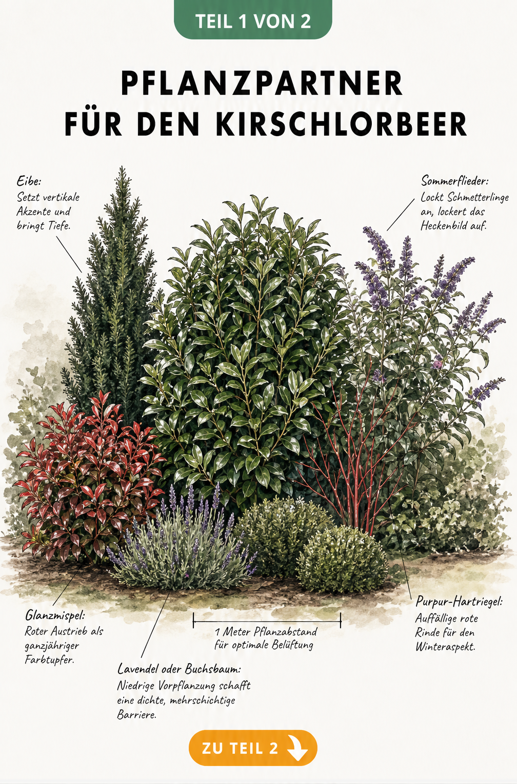 Botanische Illustration einer gemischten Hecke mit Kirschlorbeer, Eibe, Glanzmispel, Sommerflieder und Lavendel