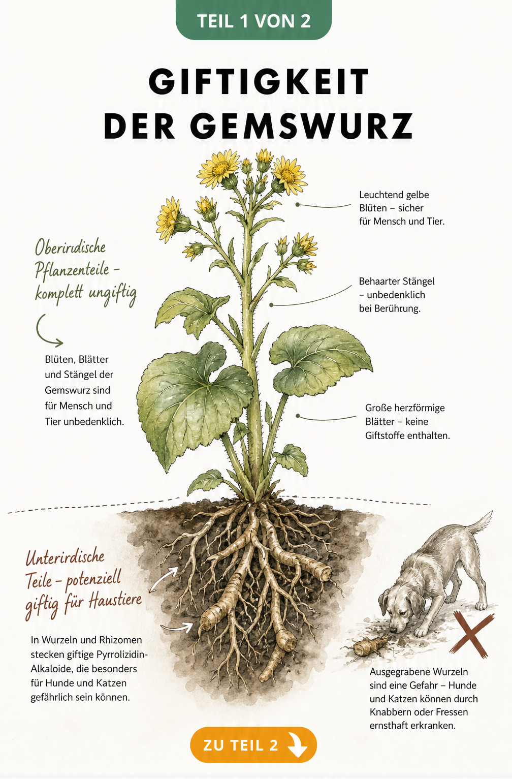 Botanische Illustration einer Gemswurz, die oberirdische Teile als ungiftig und Wurzeln als potenziell giftig für Haustiere markiert