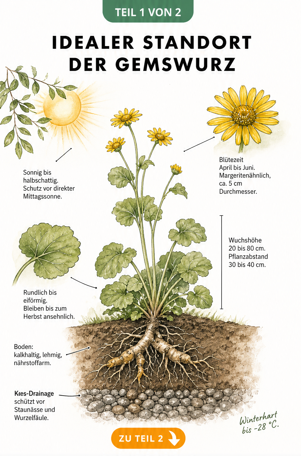 Botanische Querschnitt-Illustration der Gemswurz mit Wurzeln, Blättern und Blüte im Beet