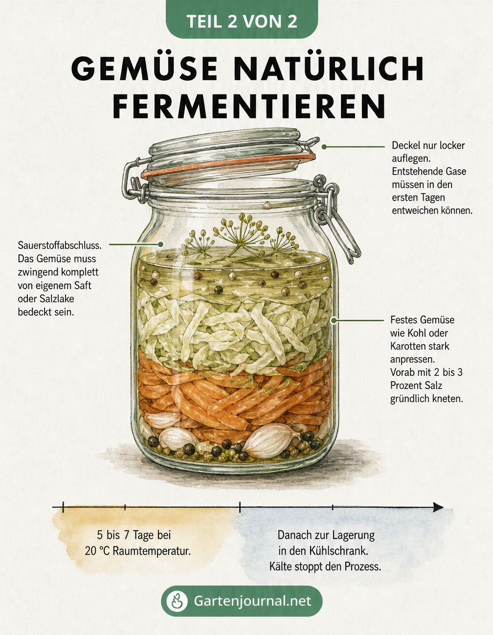 Querschnitt eines Bügelglases mit fermentiertem Gemüse, das die wichtigsten Schritte wie Sauerstoffabschluss und Anpressen zeigt.