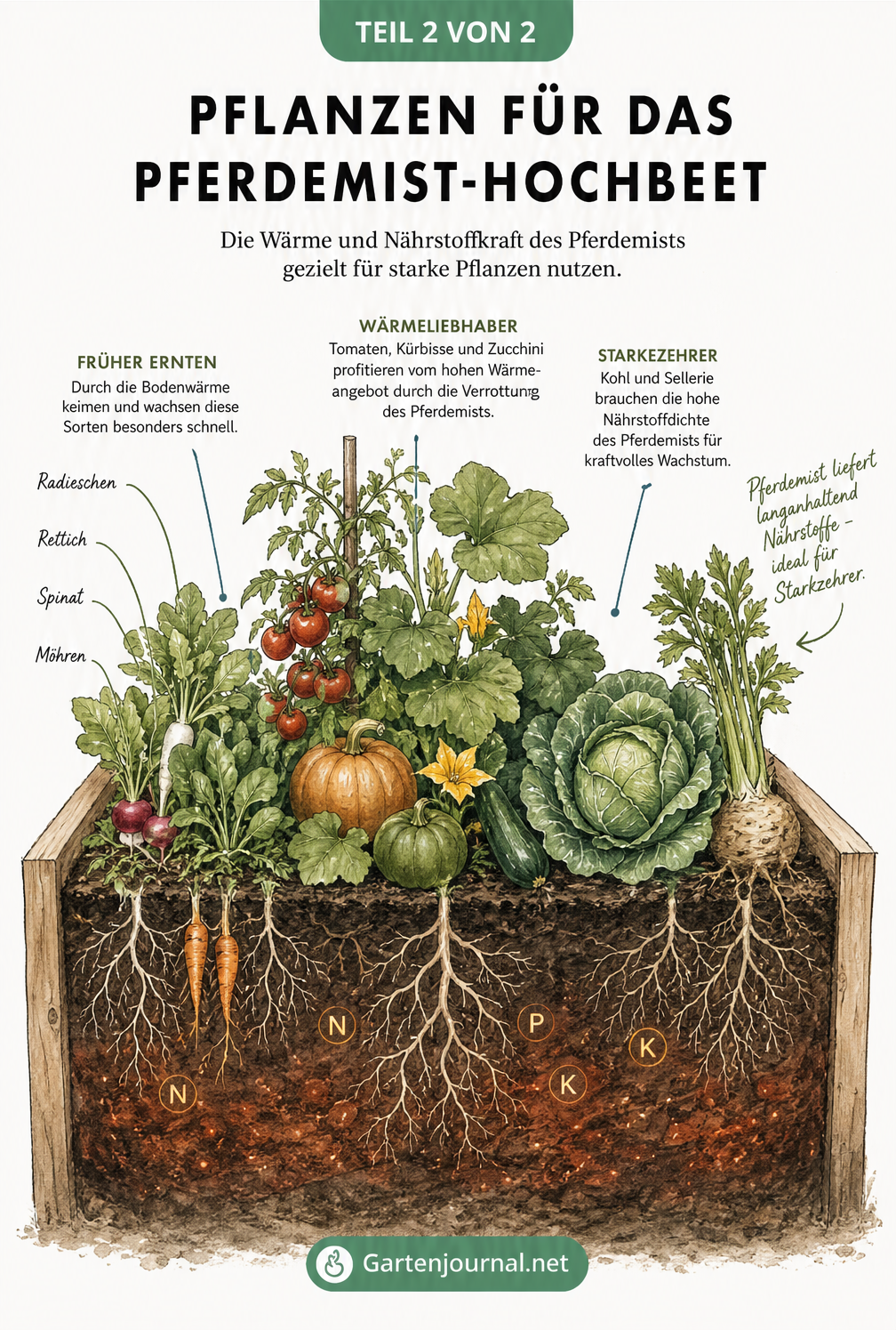Botanische Illustration von Gemüsesorten im Hochbeet, unterteilt in frühes Gemüse, wärmeliebende Pflanzen und Starkzehrer
