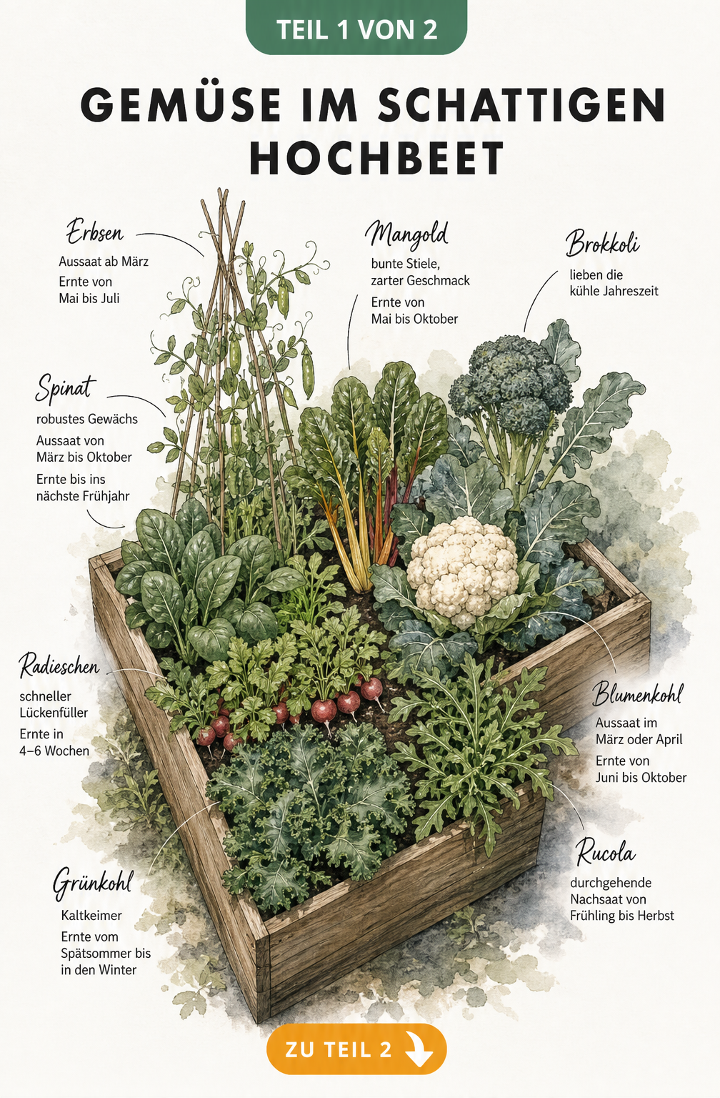 Illustration eines Hochbeets im Schatten mit acht verschiedenen Gemüsesorten wie Radieschen, Rucola, Spinat und Grünkohl sowie deren Erntezeiten.