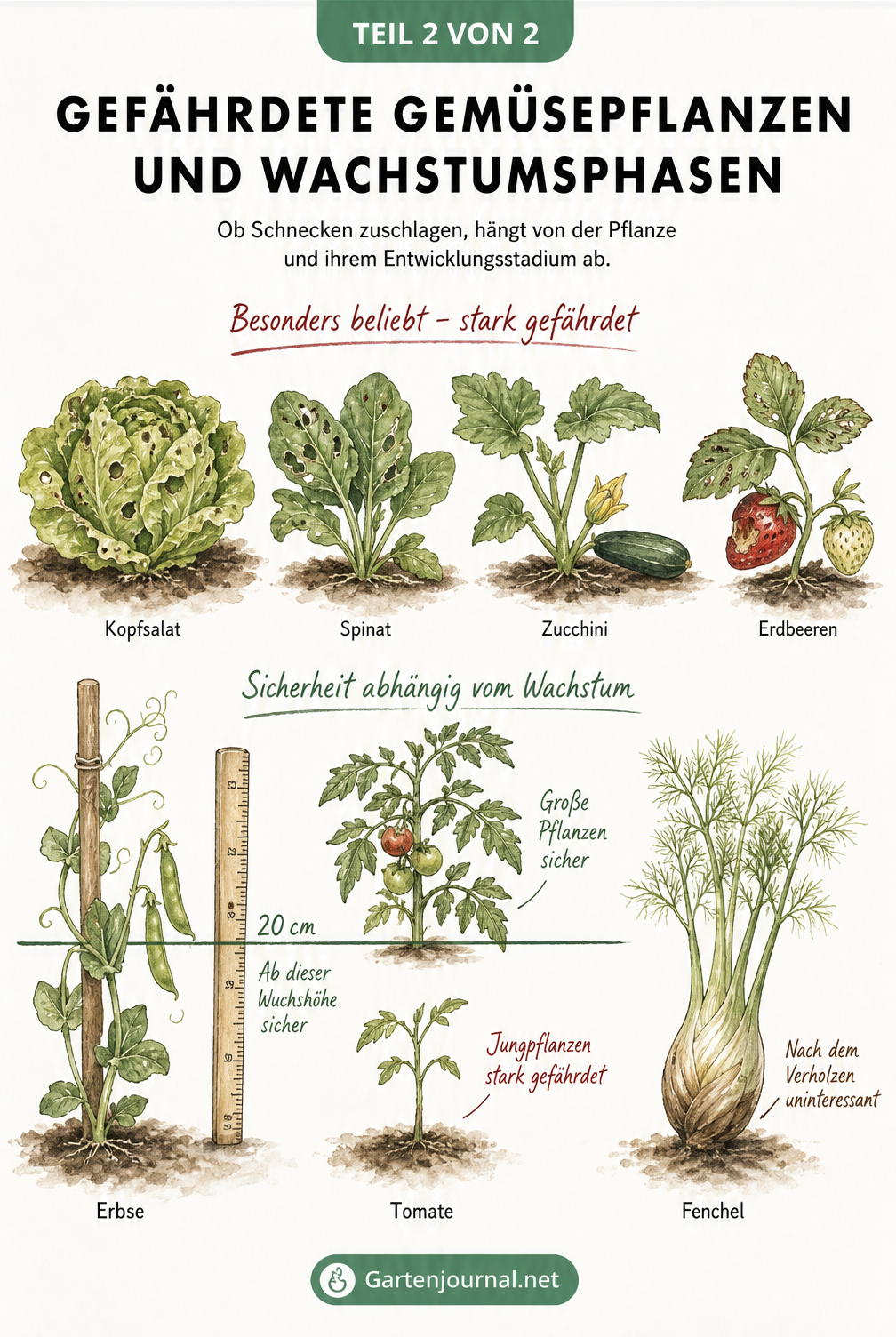Zeichnung von gefährdeten Gemüsepflanzen wie Kopfsalat und Spinat sowie Pflanzen wie Erbsen und Tomaten, die ab einer bestimmten Wuchshöhe vor Schnecken sicher...