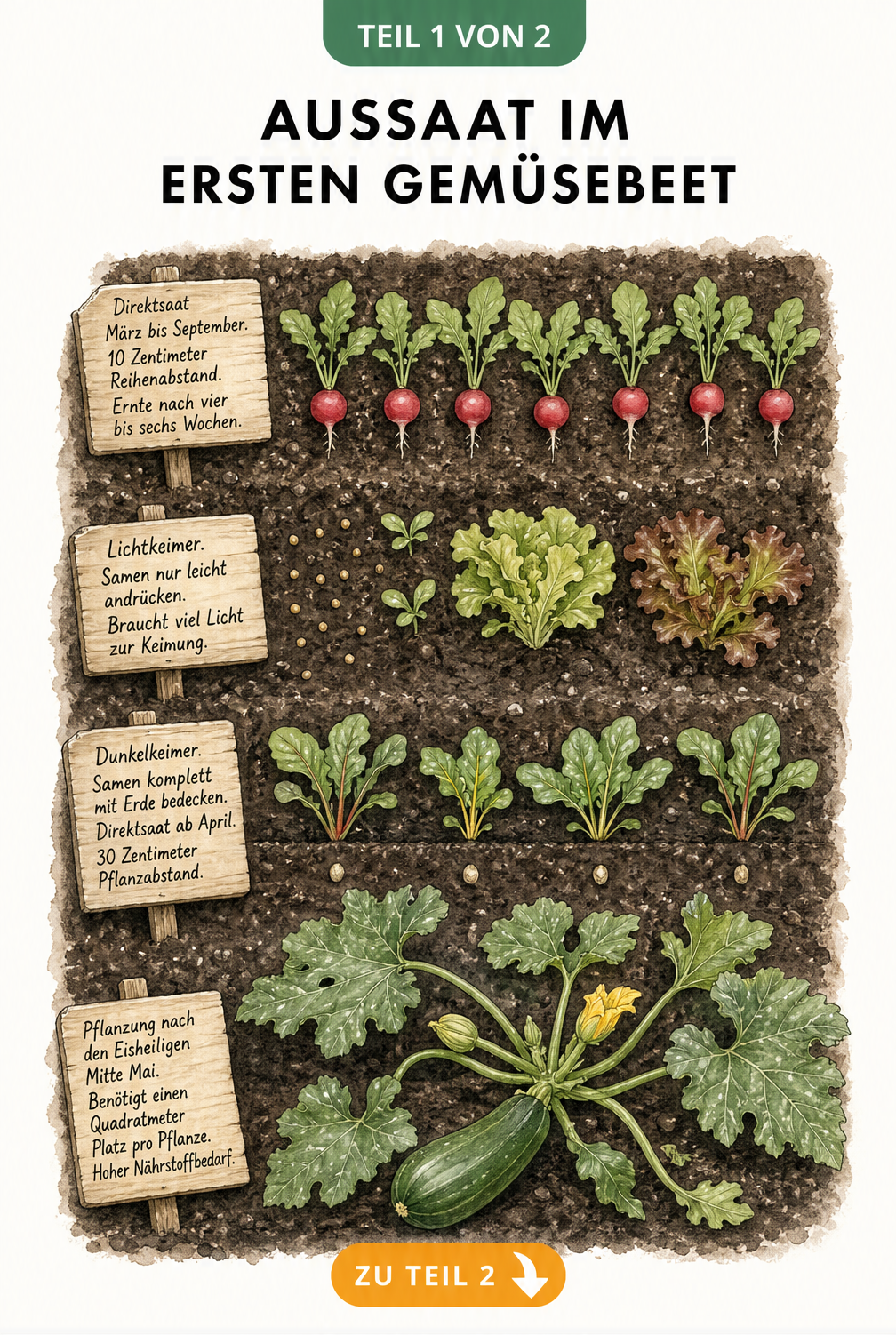Illustration eines Gemüsebeets mit Radieschen, Salat, Mangold und Zucchini sowie Pflanzschildern mit Aussaat-Tipps