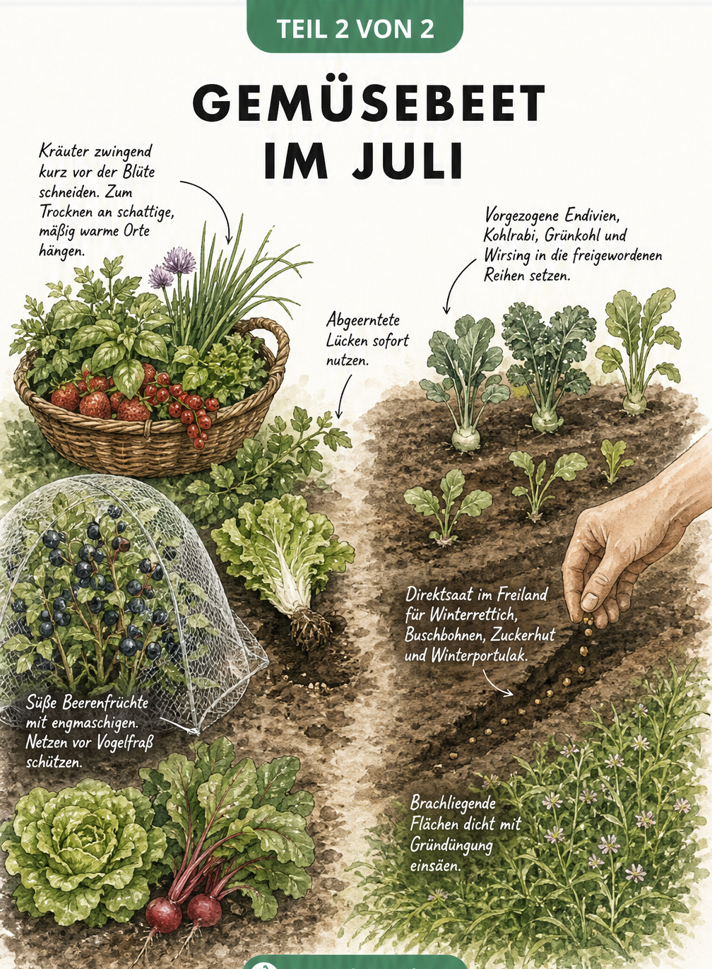 Zweigeteilte Illustration eines Gemüsebeets im Juli, die Ernte und Neuaussaat im Vintage-Stil darstellt.