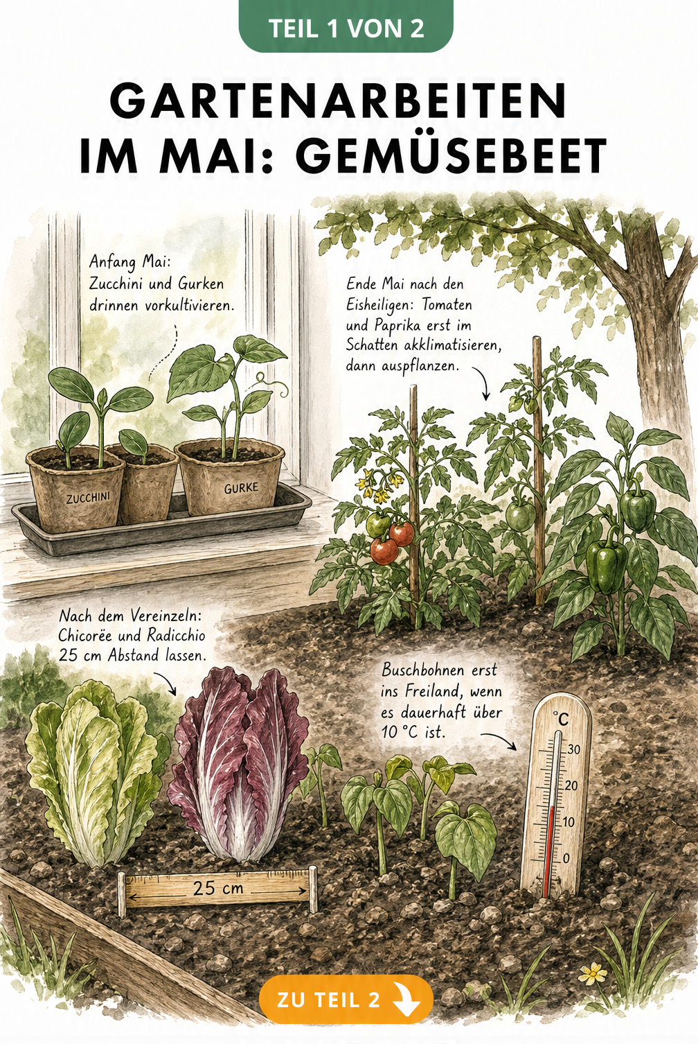 Illustration eines Gemüsebeets im Mai mit Anzuchttöpfen auf der Fensterbank, Salatpflanzen mit Maßband, Buschbohnen mit Thermometer und Tomatenpflanzen im...