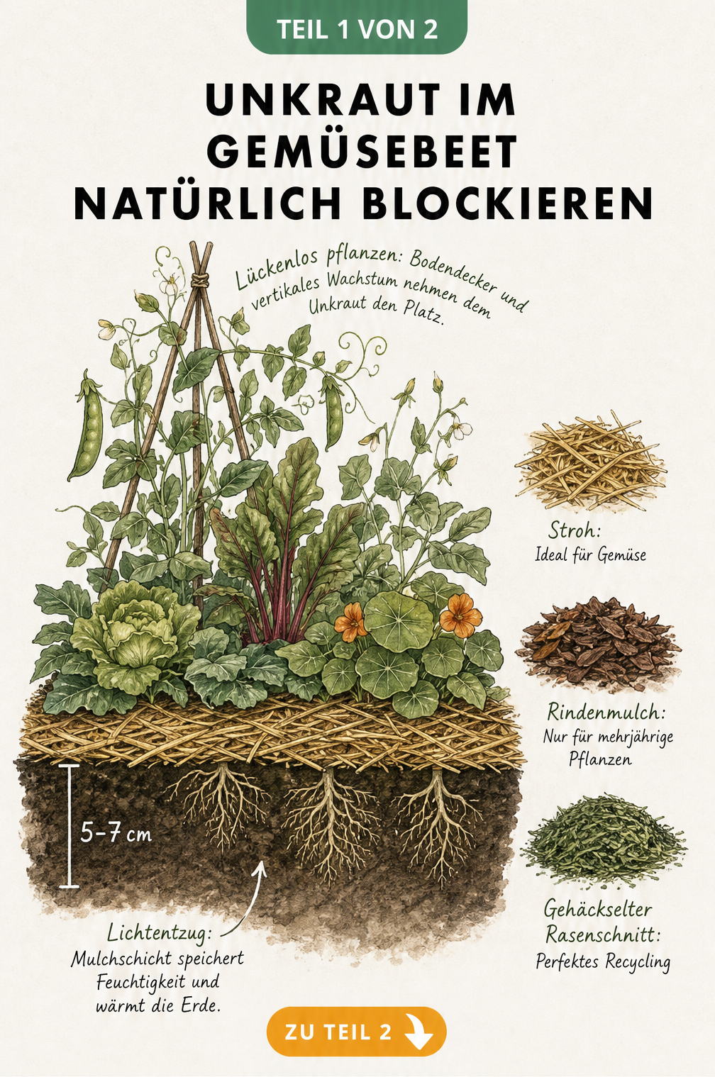 Querschnitt durch ein Gemüsebeet mit Mulchschicht und dichten Pflanzen
