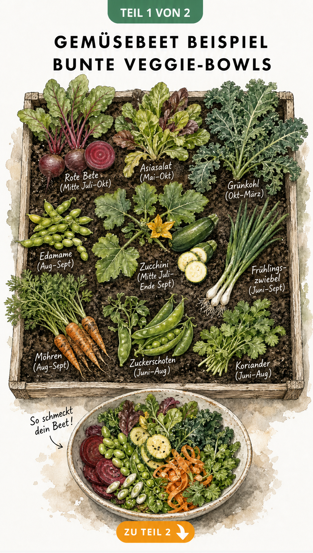 Aquarell-Illustration eines Hochbeets mit Mischkultur und Erntezeiten für Rote Bete, Asiasalat, Grünkohl, Edamame, Zucchini, Frühlingszwiebel, Möhren,...