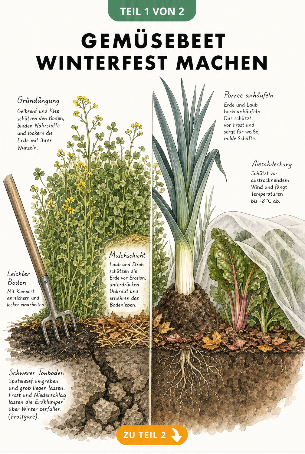 Querschnitt eines Gemüsebeets im Herbst mit Gründüngung, Kompost und Wintergemüse unter Gartenvlies